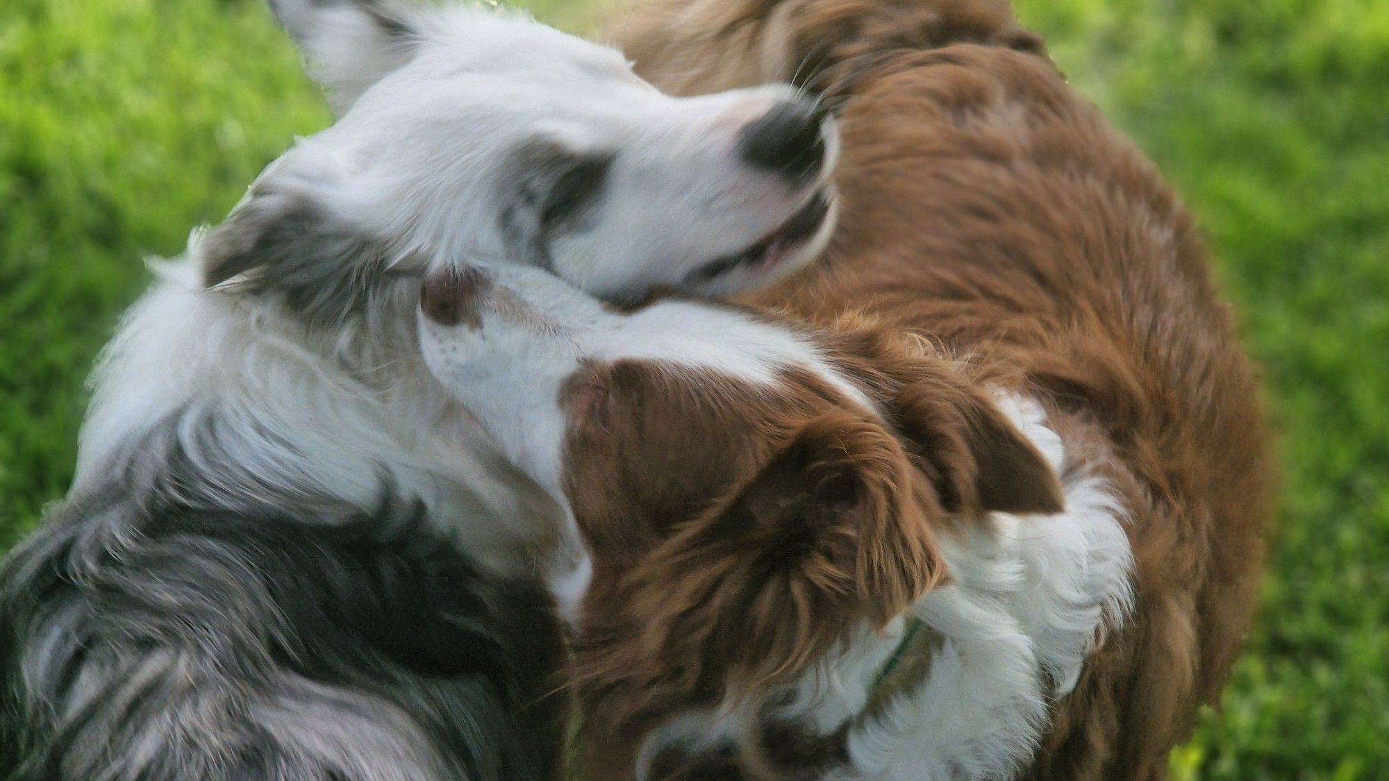 2 Hunde schmiegen die Köpfe aneinander