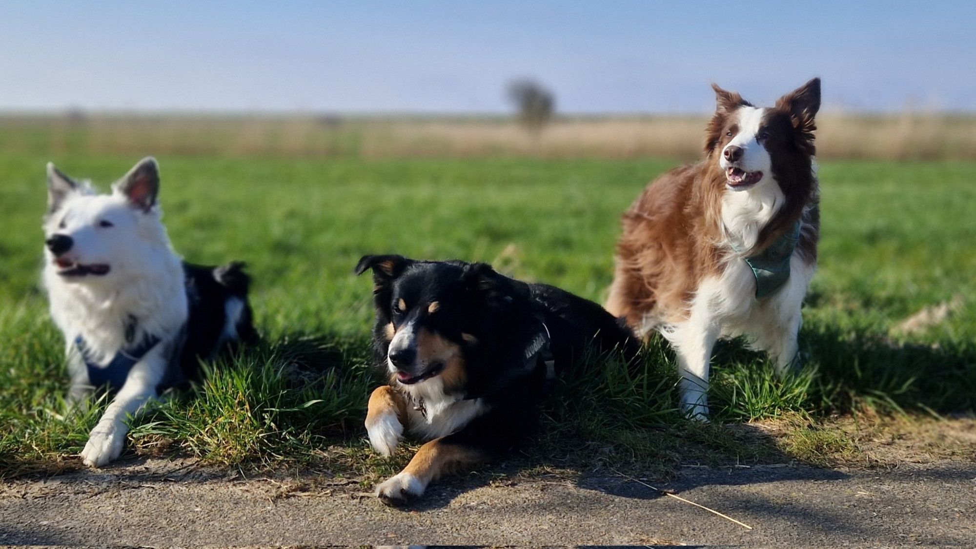 drei Hunde auf sonniger Wiese