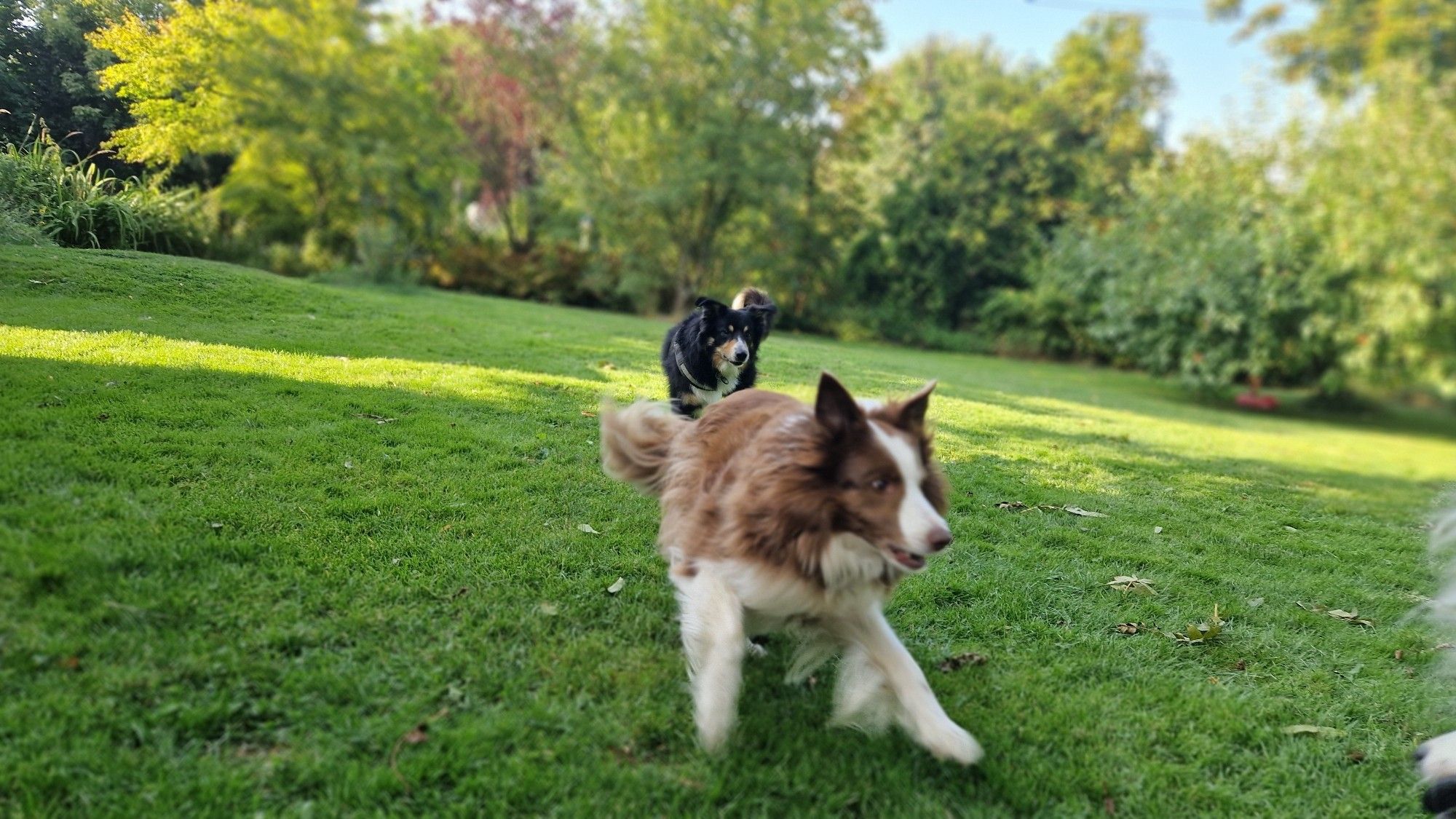 Hunde Spielen im Garten