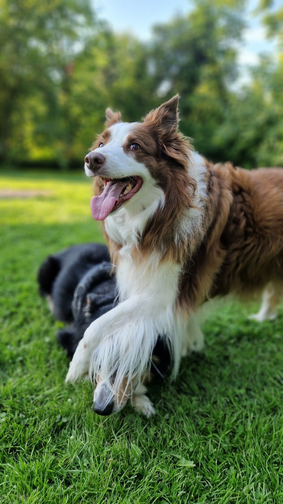 Zwei Bordercollies