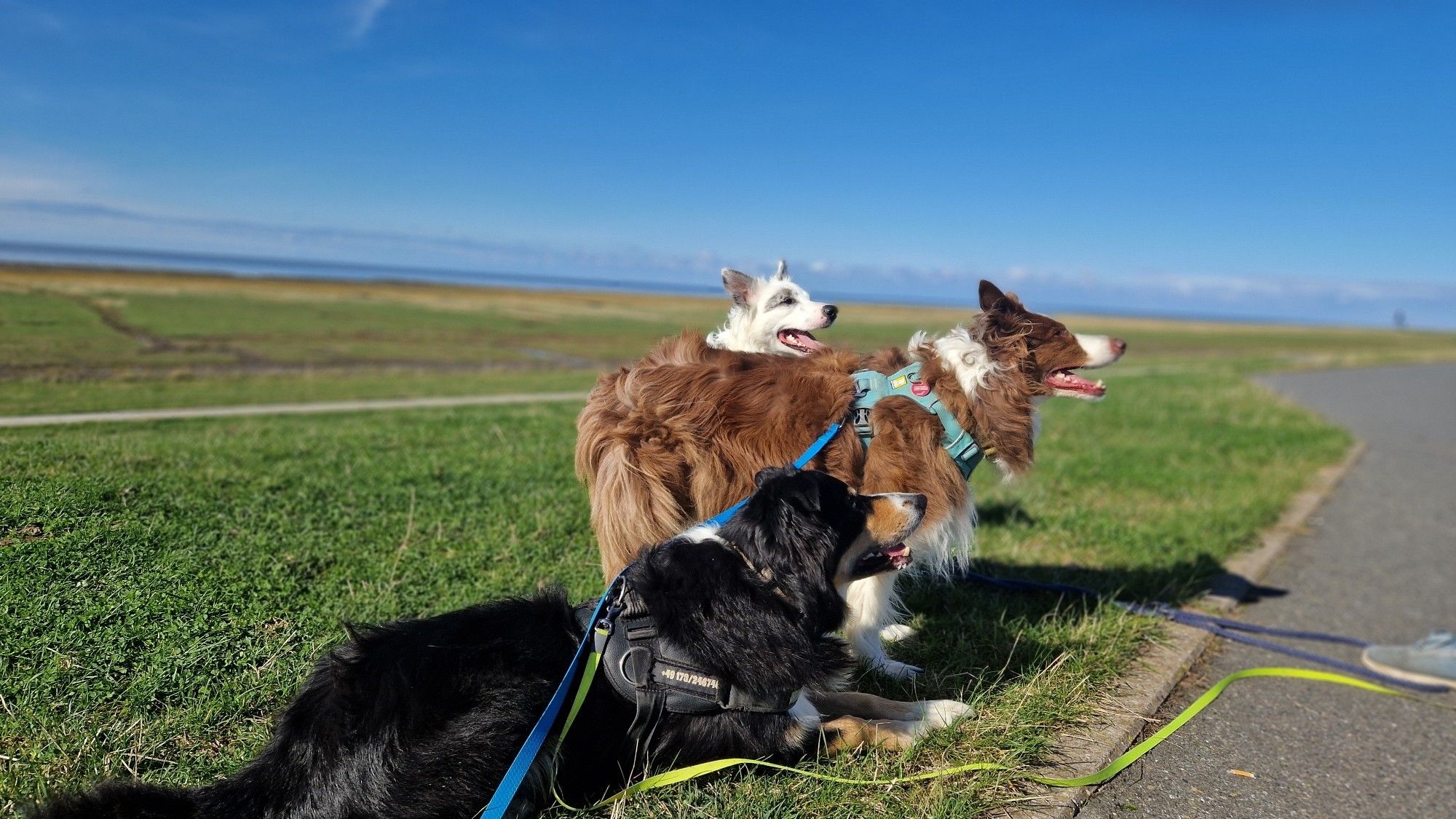 Drei Hunde bei sonnigem Wetter am Deich