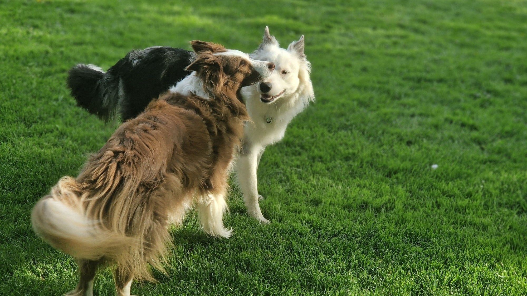 2 Hunde interagieren freundlich