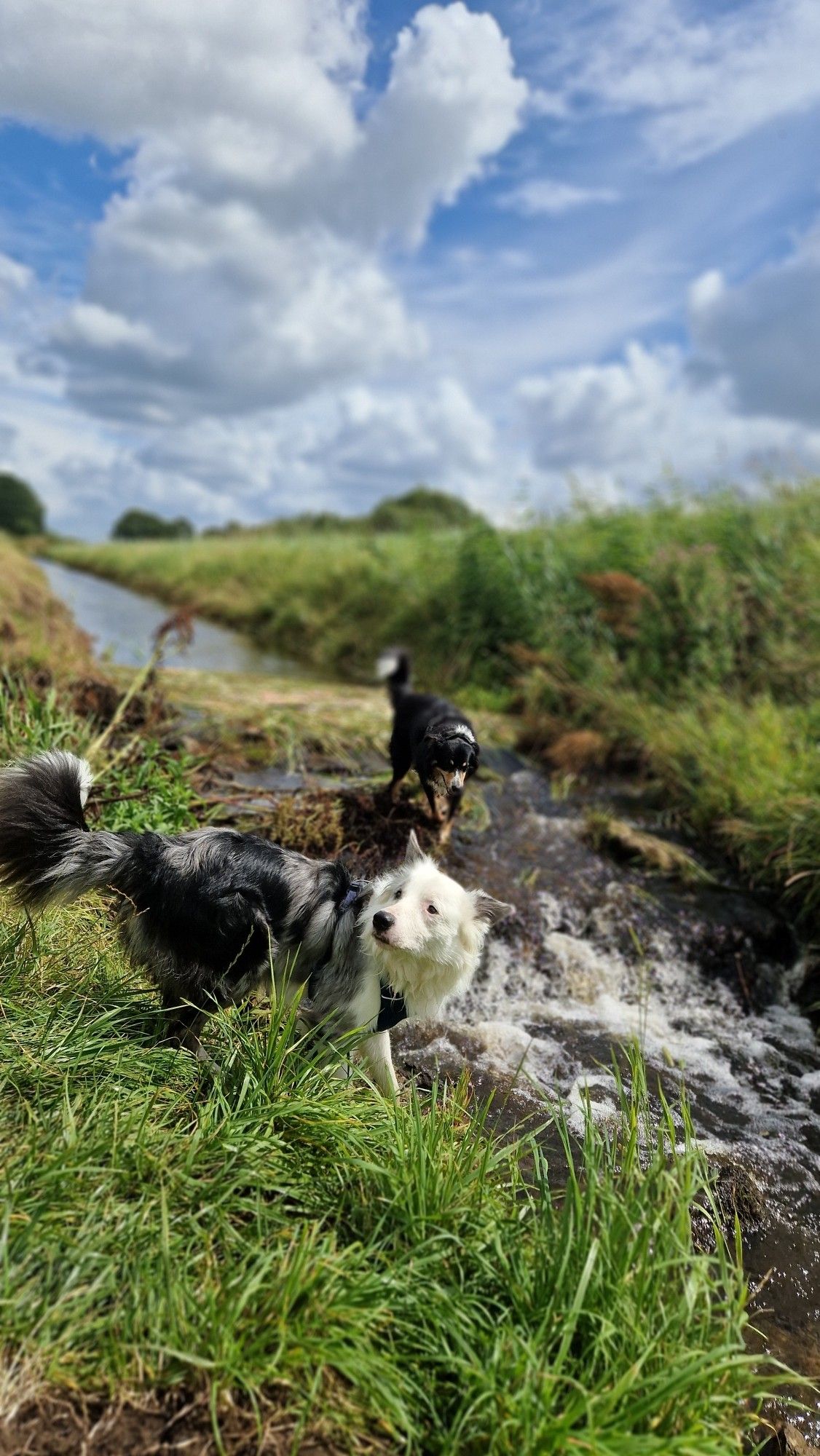 Hunde am Bach