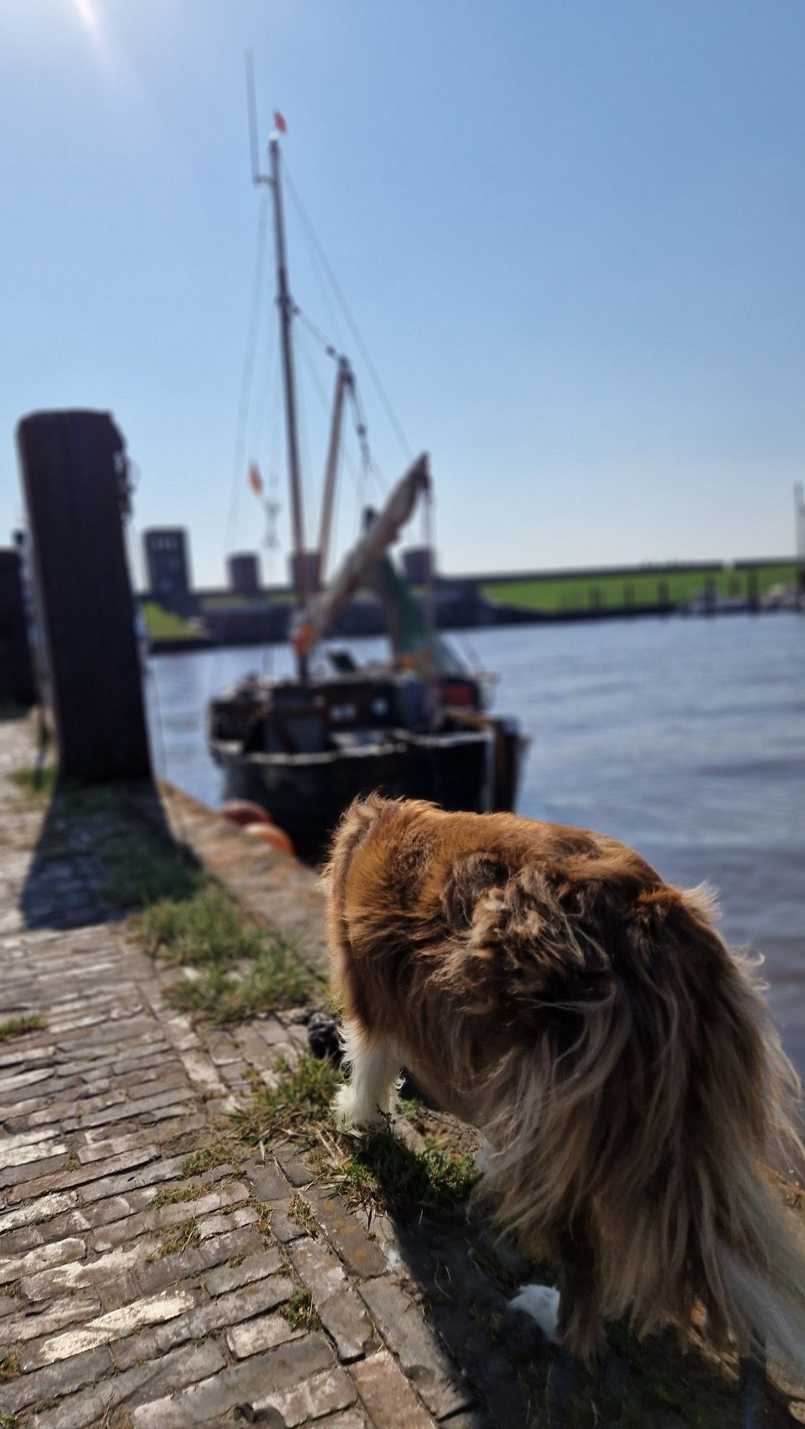 Hund am Hafen