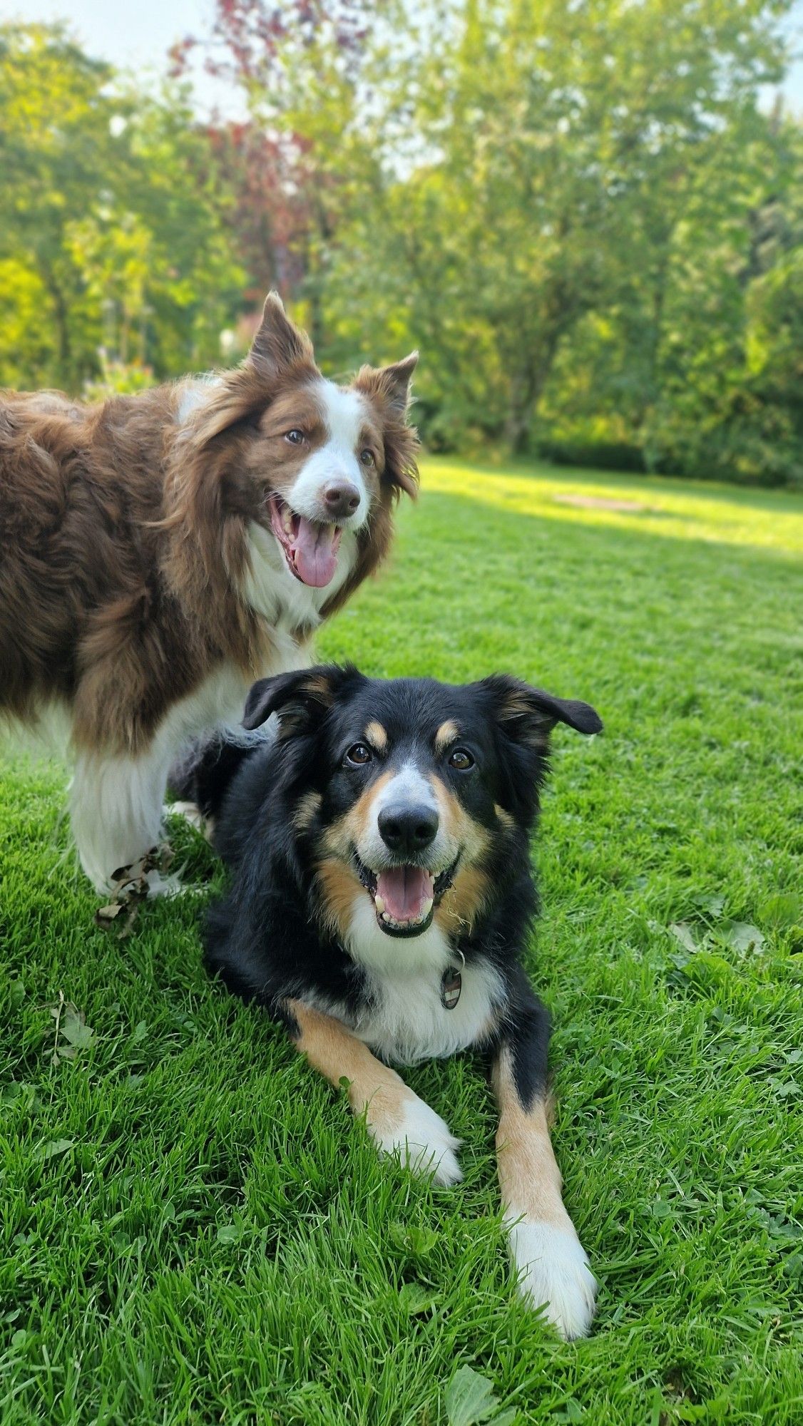 Zwei Bordercollies