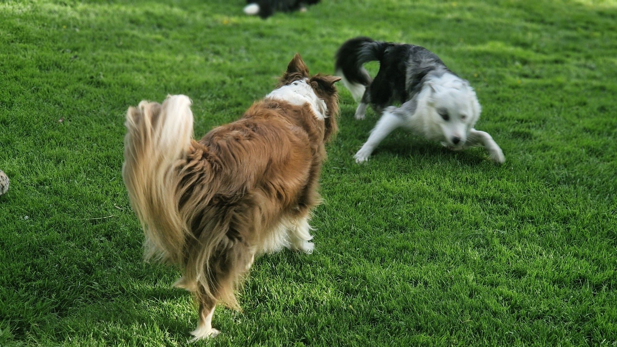 2 spielende Hunde