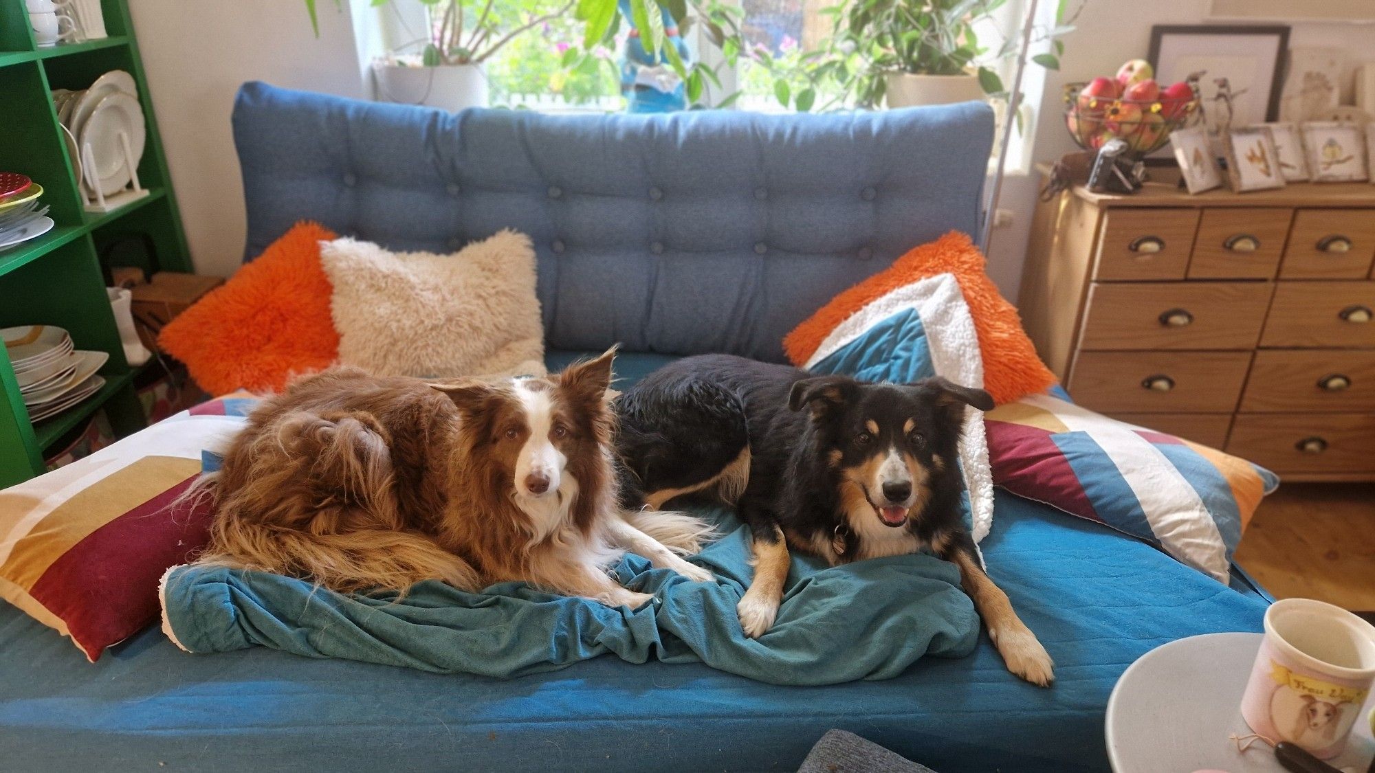 Zwei Bordercollies auf dem Sofa