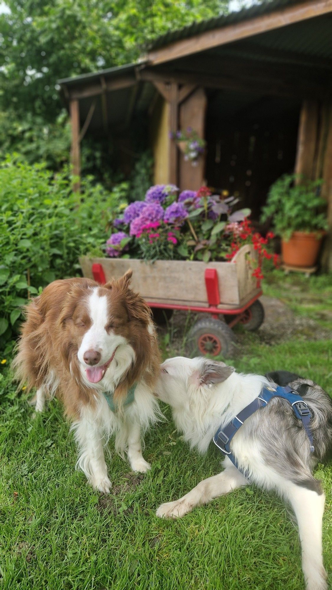 Junger Hund schnuppert an Malaika