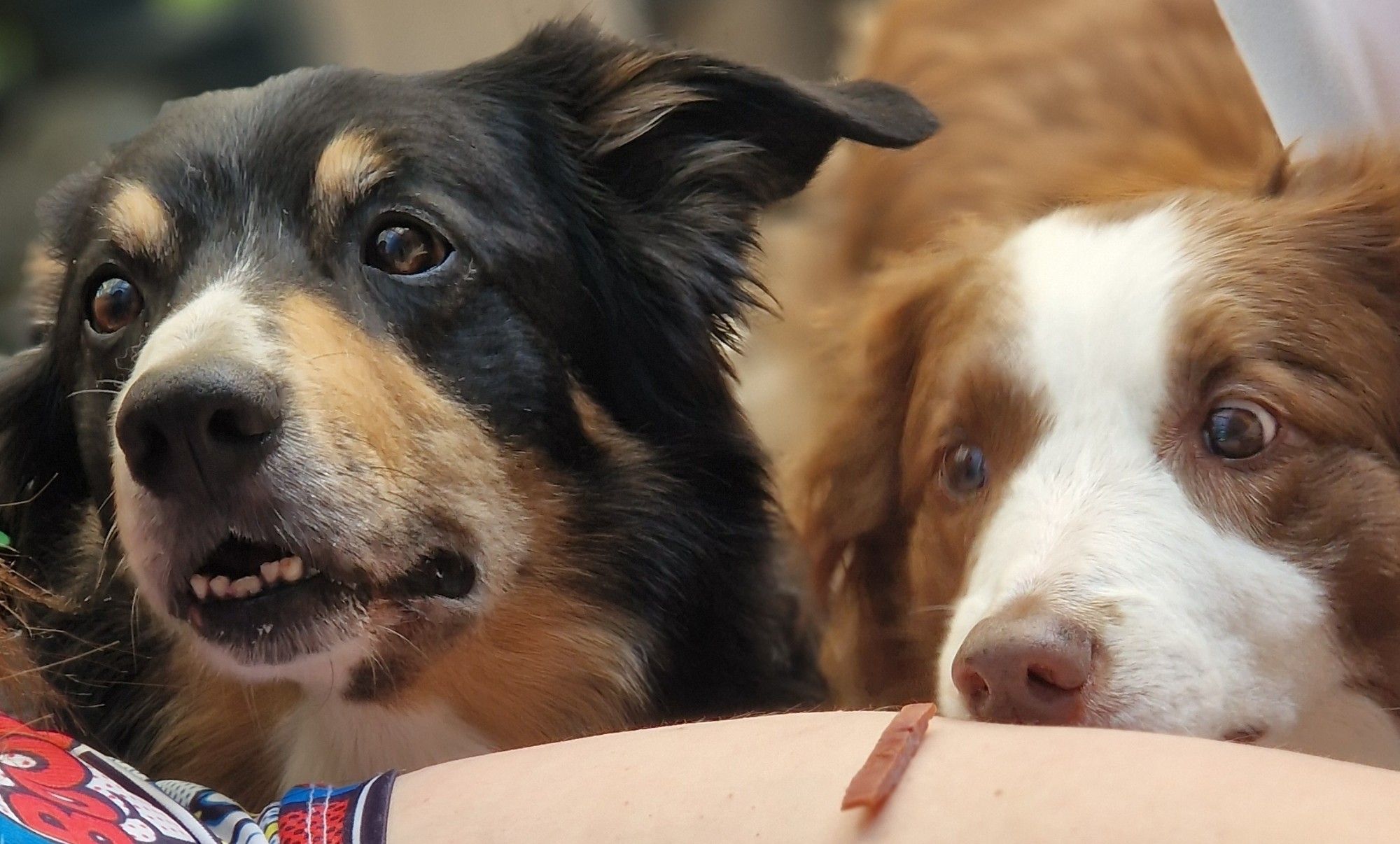 Zwei Hunde gucken bedürftig, direkt davor liegt ein Leckerli