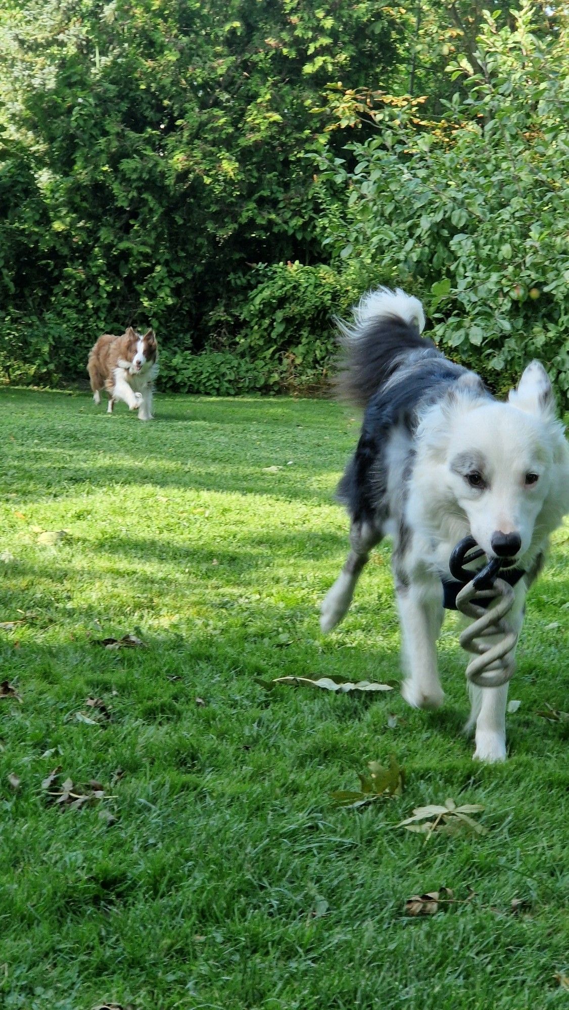 Hunde Spielen im Garten