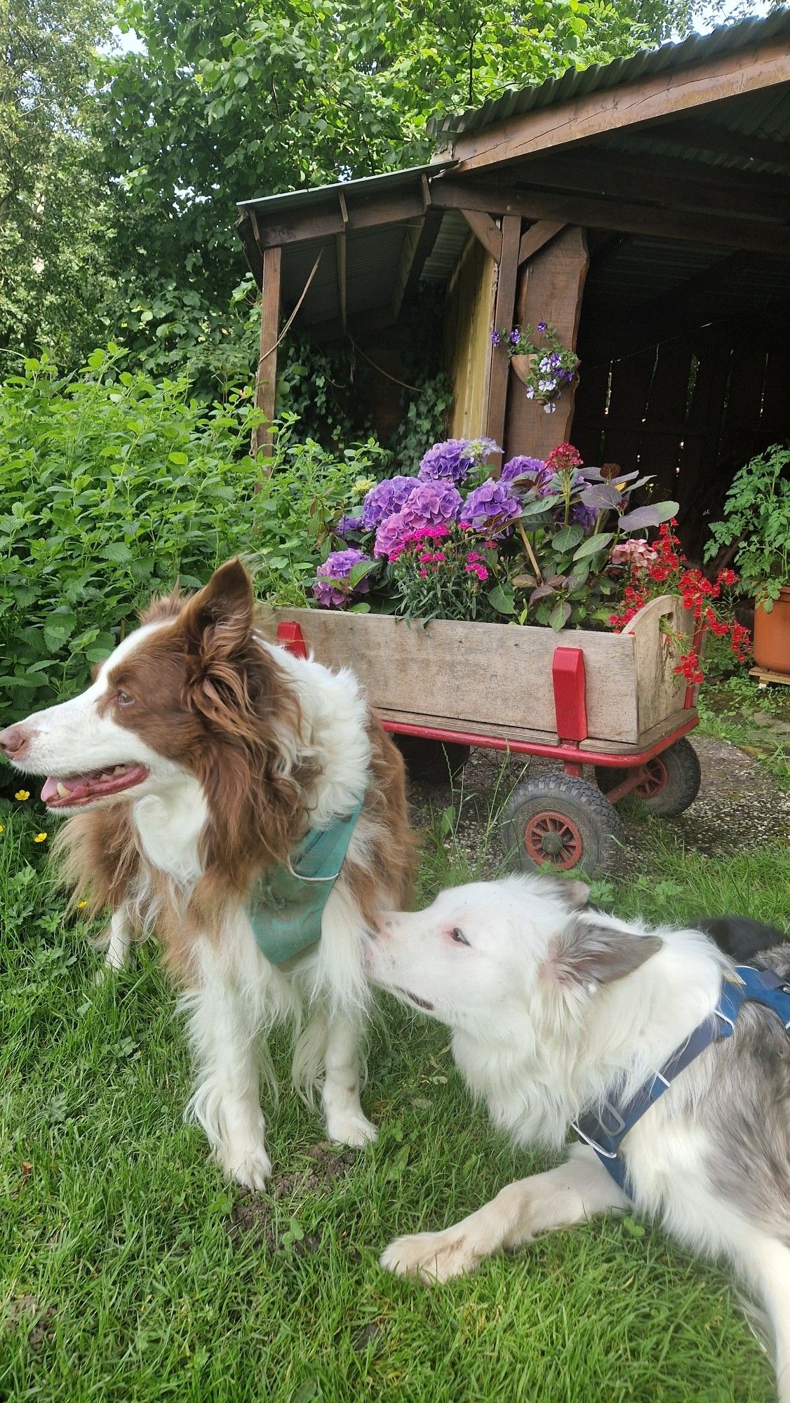 Junger Hund schnuppert an Malaika