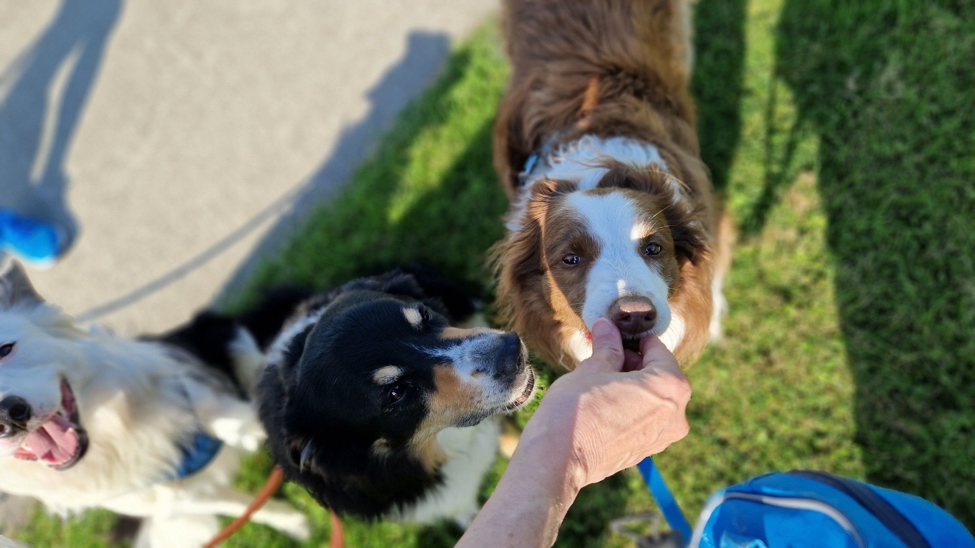 3 Hunde fressen aus der Hand