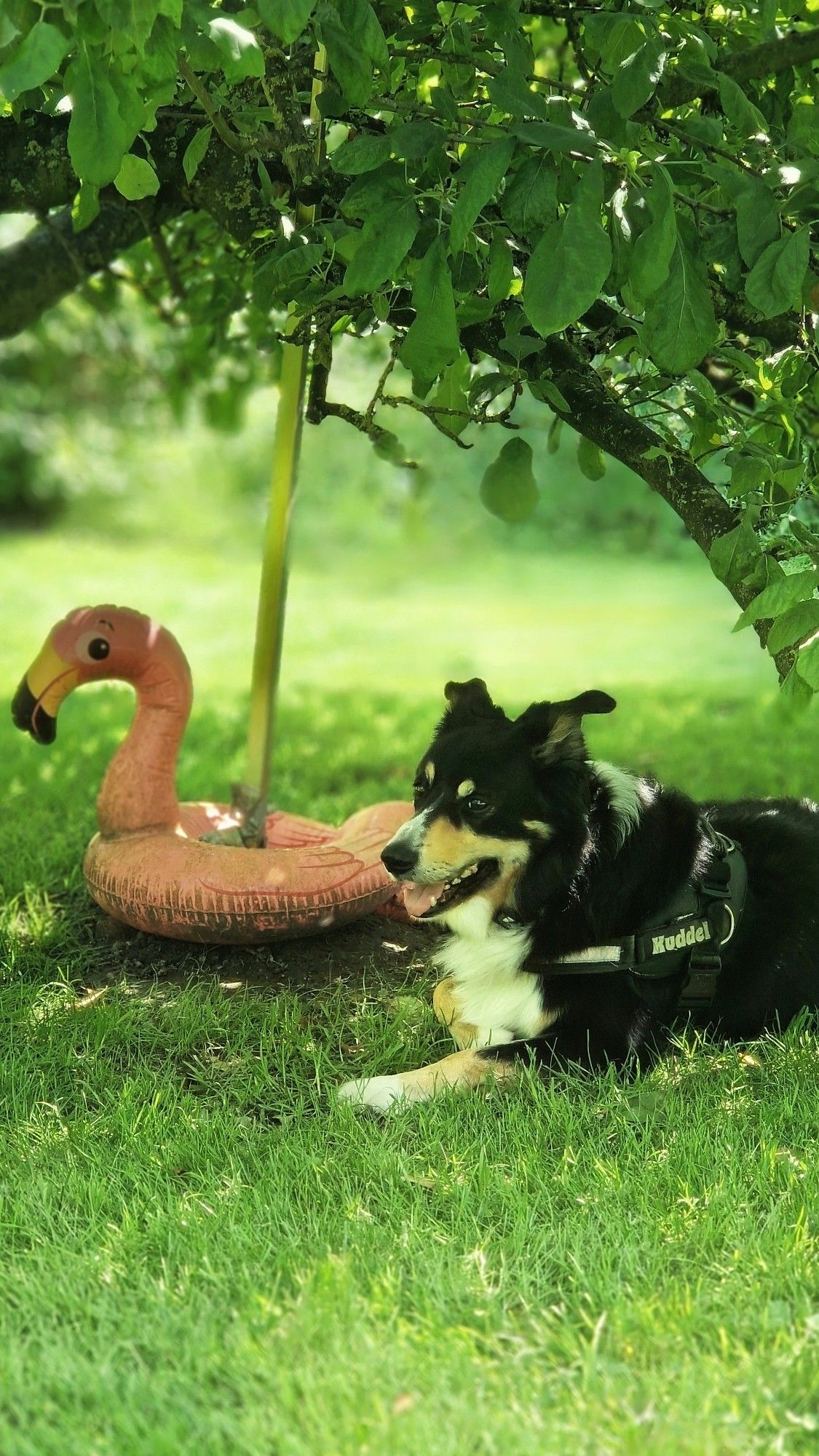 Hund auf der sonnigen Wiese unter dem Schatten des Apfelbaums, daneben ein für einen schweren Ost des Apfelbaums um den als Rasenmäher Aufprallschutz ein aufblasbarer rosafarbener Flamingo gelegt ist