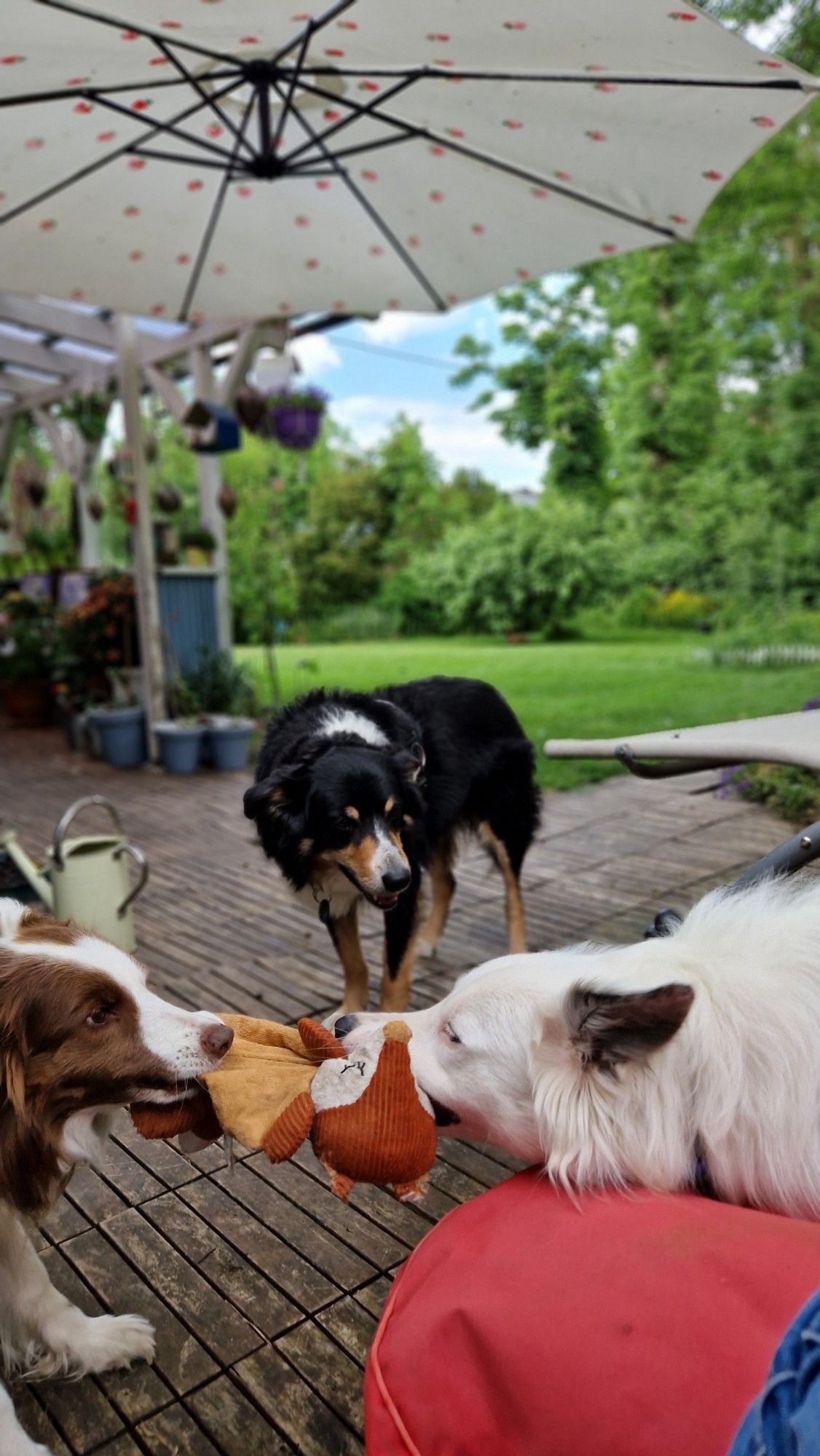 Zwei Hunde zerren ein Spieli ein weiterer sieht zu