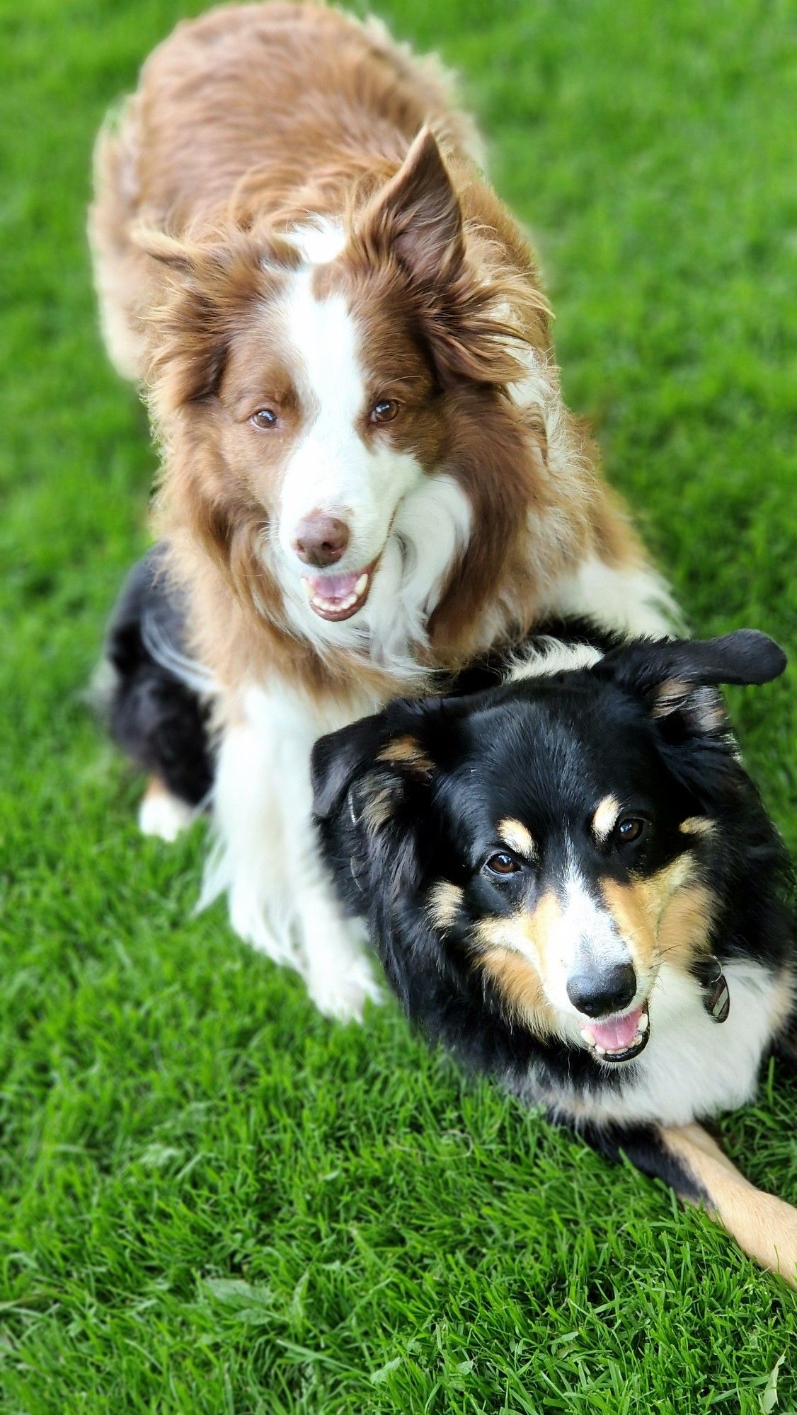 Zwei Bordercollies