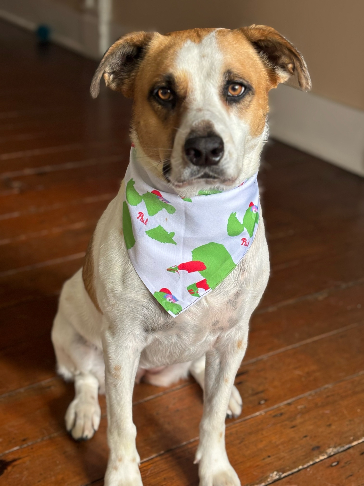 A very cute dog wearing a Philly Phanatic bandana