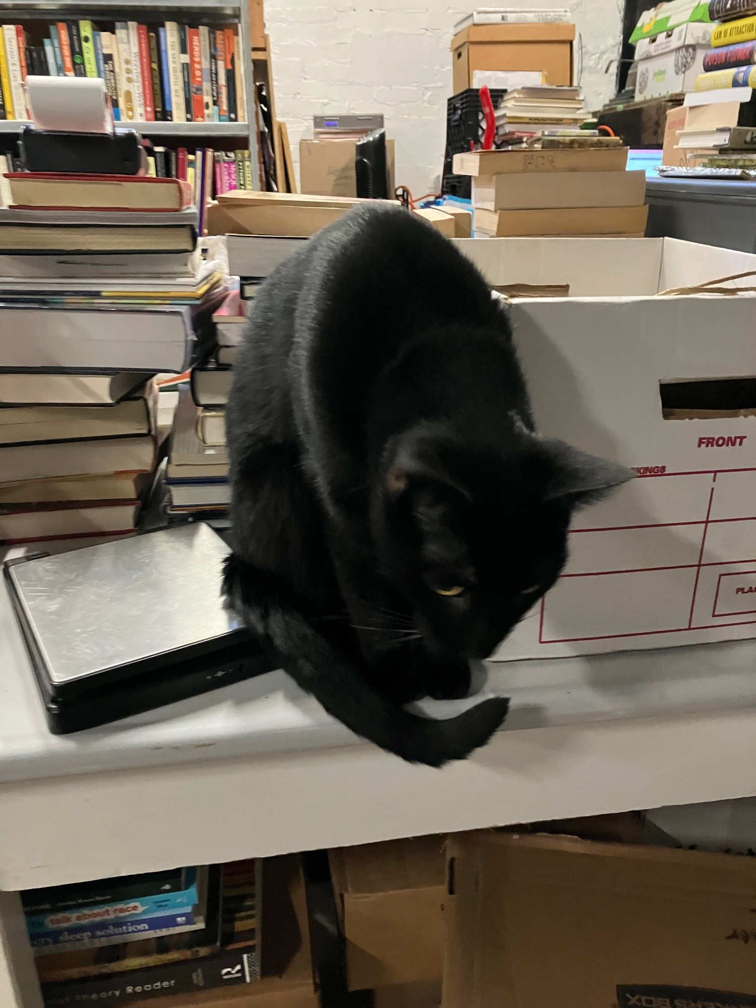 My photo of a slim black cat sitting on the counter of a bookstore, surrounded by stacks of books.