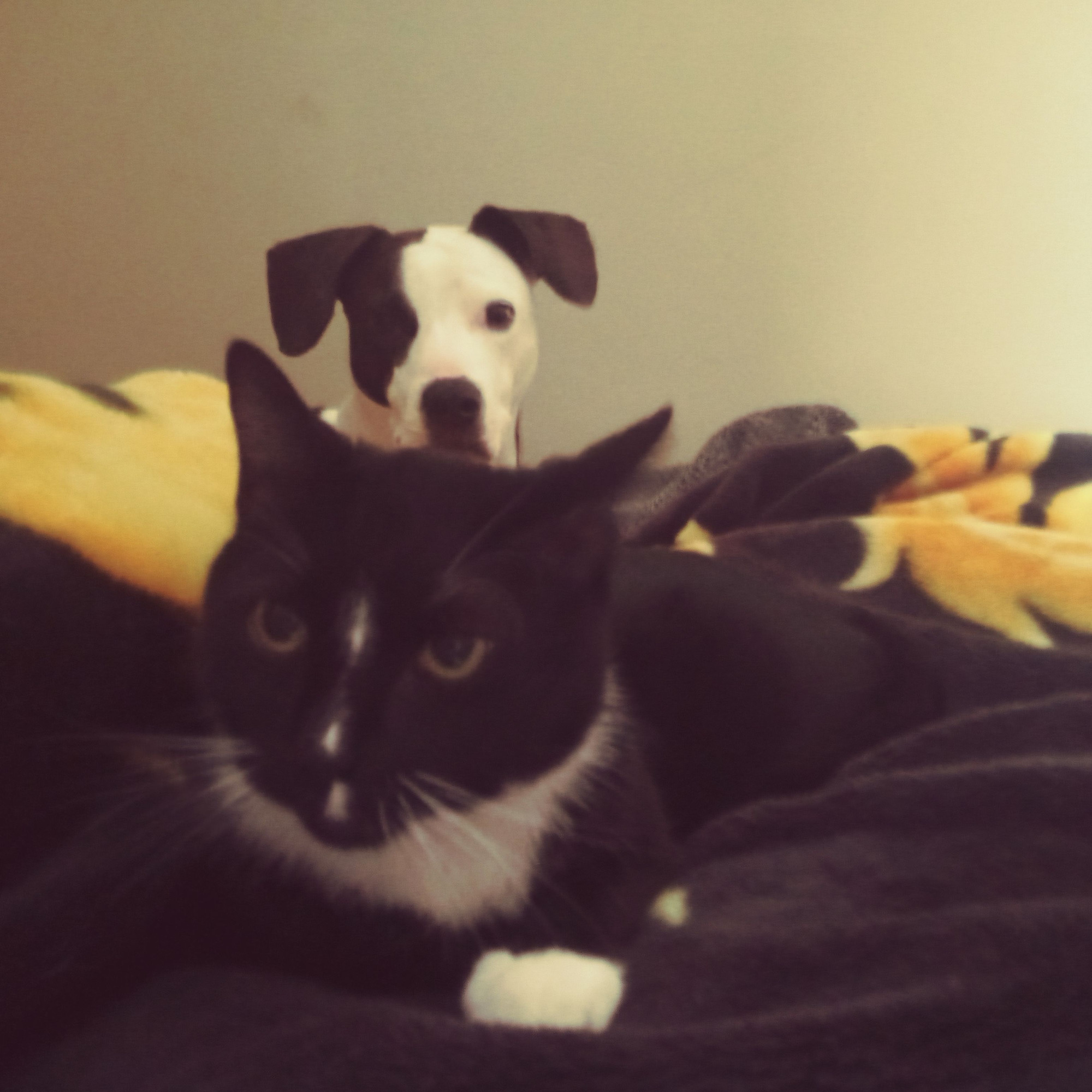 A black and white cat lays majestically on a bed, with a dog in the background peeking between his ears curiously.