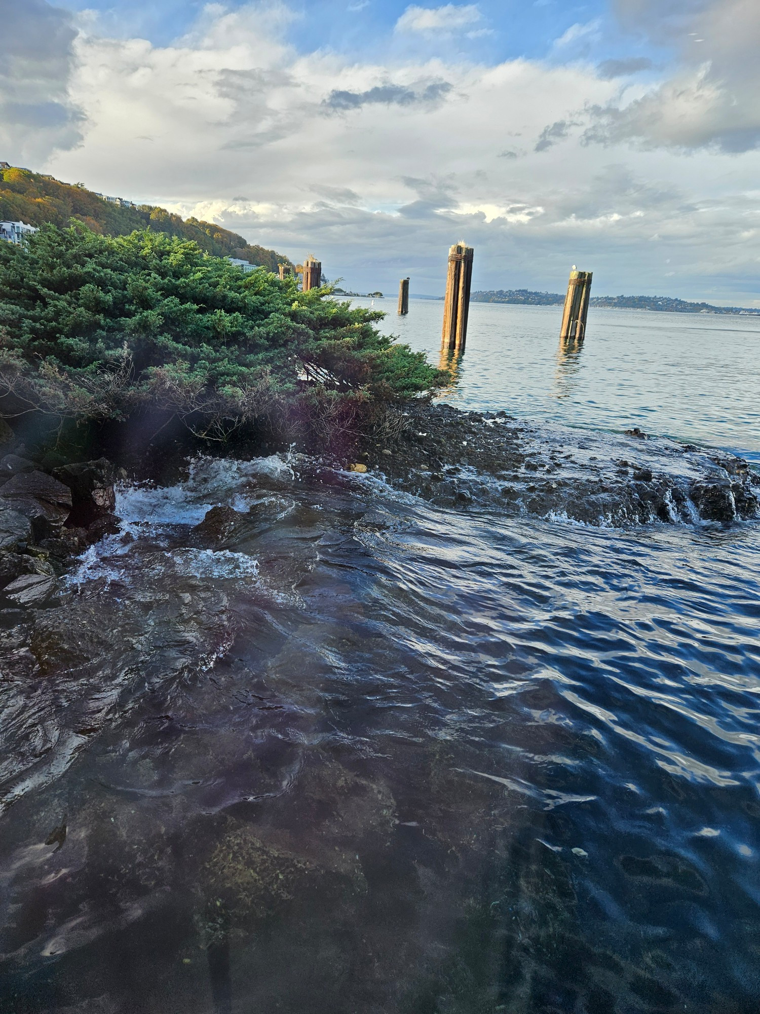 Evergreen growing over a rocky outcome in a harbor, small waves wash over the rocks. There are wooden nylons stretching along the shallows. The sky is bright blue but with many clouds, both light and dark in color.