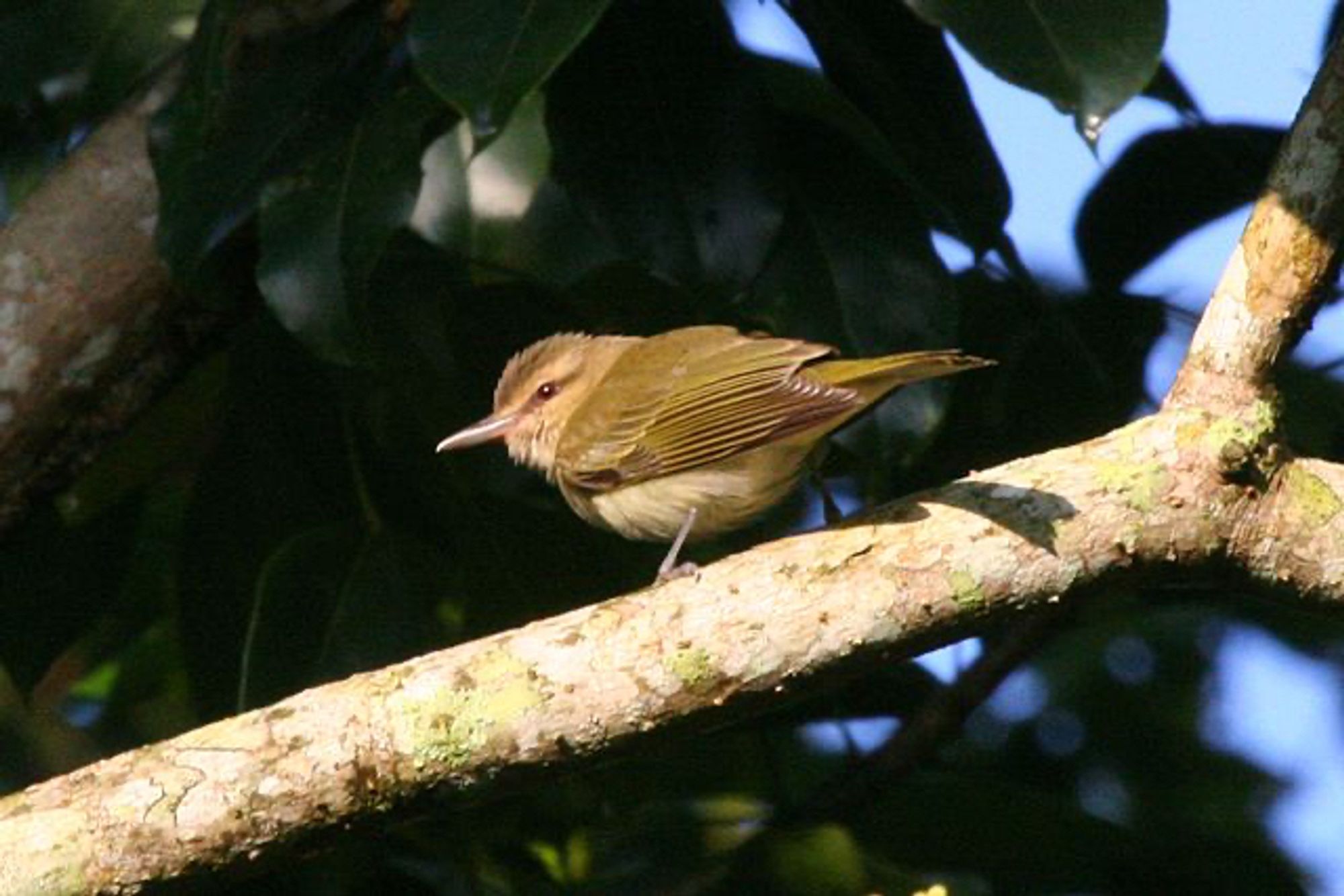 A Black-whiskered Vireo perches on a branch. This small bird has a cream-colored chest and an olive-green back, wings, and tail. Its head is gray with a thin beak. It also has two dark streaks of feathers that run from the base of its beak, over its eyes, and almost to the back of its head.