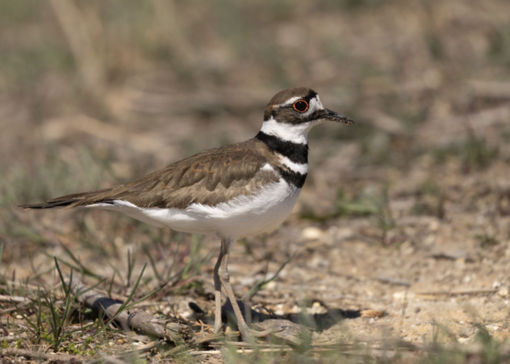 A killdeer stands on a sun-drenched grassland. It's a small bird with an upper tail, wings, and back of a brownish-gray color. The underside, including its belly, lower tail, and breast, is white. It has four alternating rings of black and white on its neck and a distinctive facial pattern. This pattern features a white patch near the upper side of its beak, a brown cap on its head, white patches behind its eyes, and a black streak that extends from above its caramel-colored eyes, connecting both