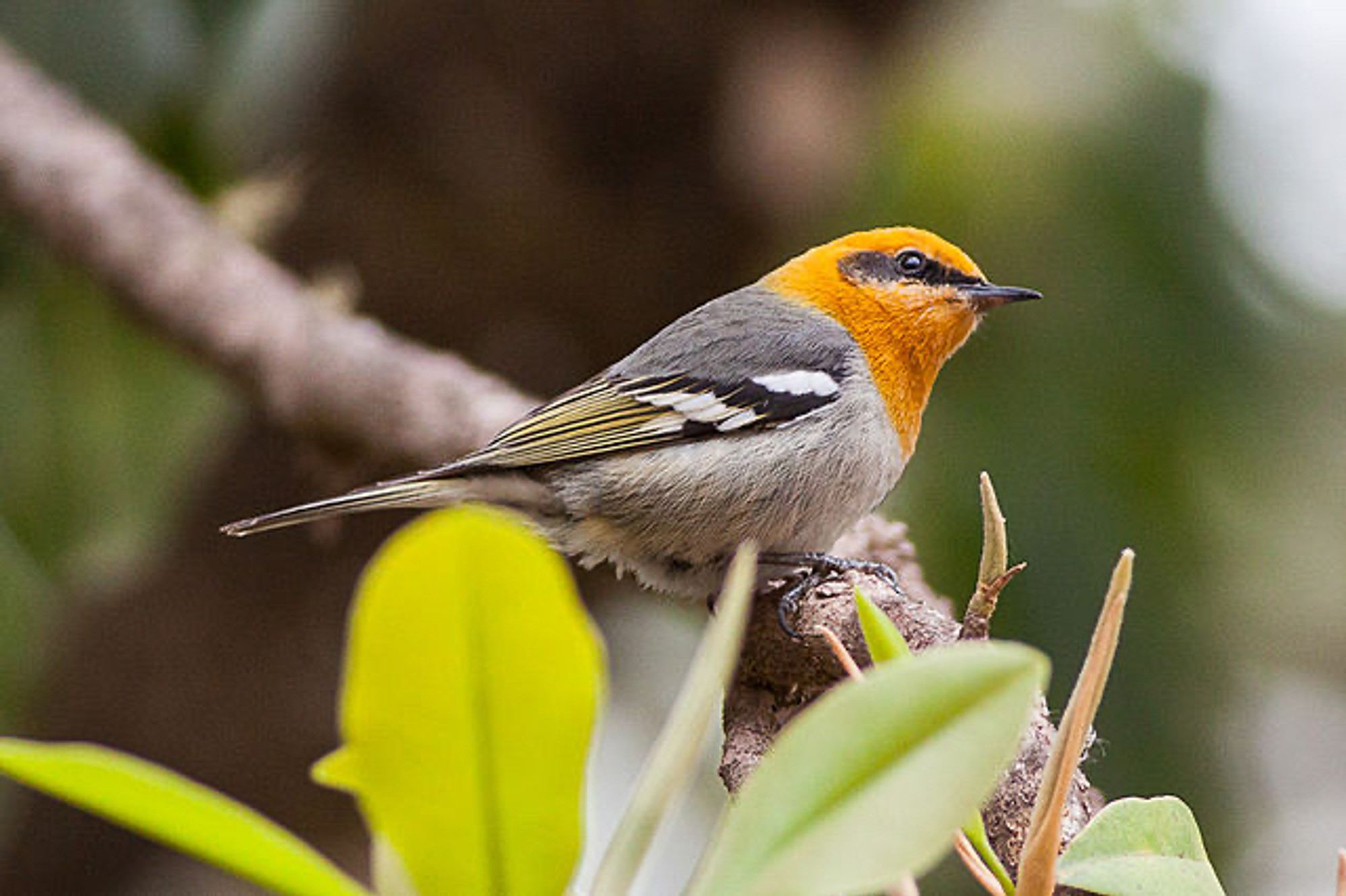 n Olive Warbler perches on a branch with green leaves nearby. This small bird has an ellipsoidal body and a vivid light orange head with two black streaks from its beak to its eyes. Its belly, lower tail, and breast are gray, while its back is a graphite color. Its wings present a gray color, followed by an olive tone at the tips and streaks of black and white on the bird.