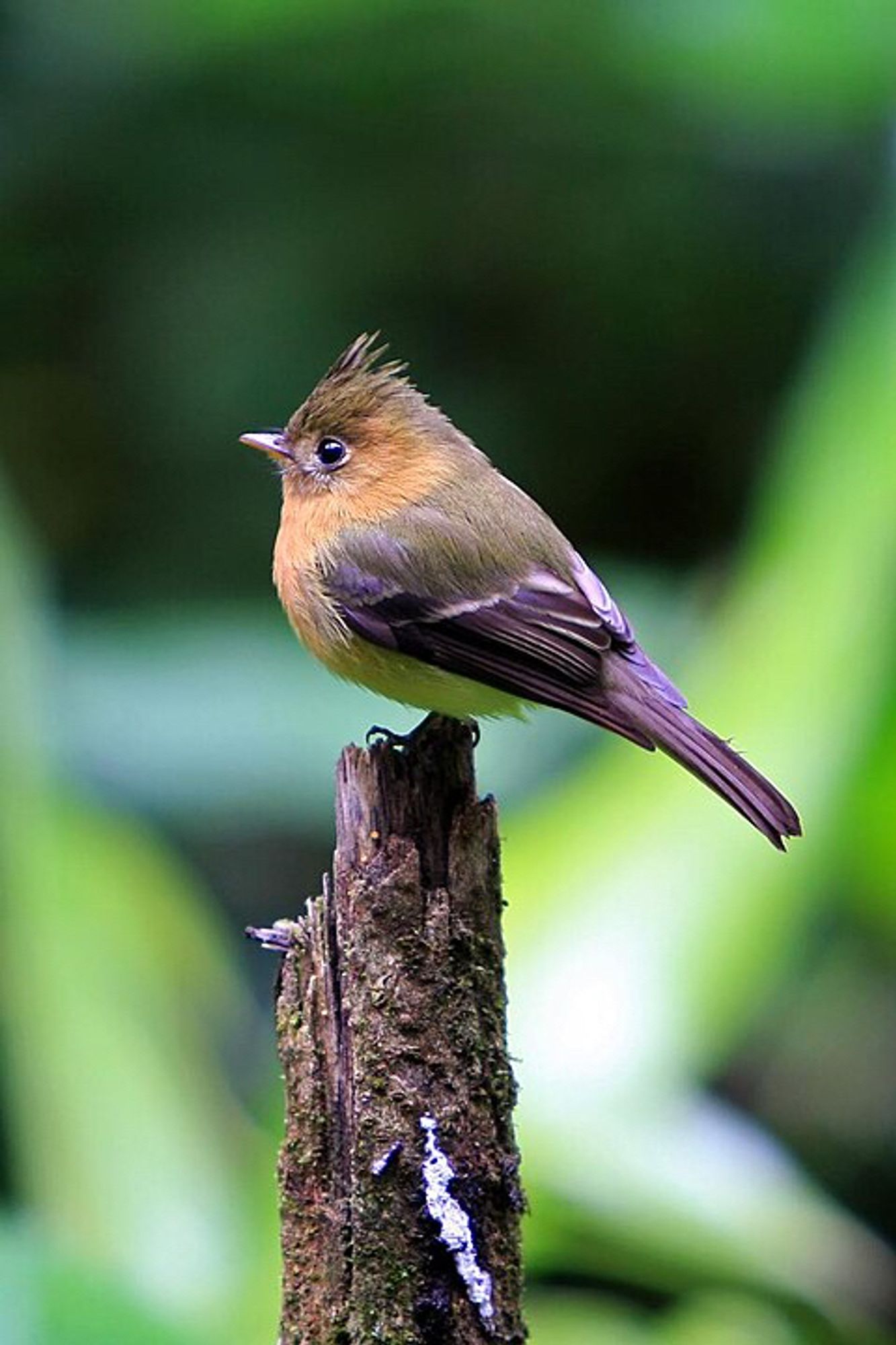 A tufted flycatcher perches atop a broken trunk. It's a small bird with a rounded body and a large, medium-length tail. Its wings feature a black and white pattern. Its back is a dark olive color, while its belly is lighter. The breast, throat, and face are a light brown, and the upper head boasts a small crest of green feathers.