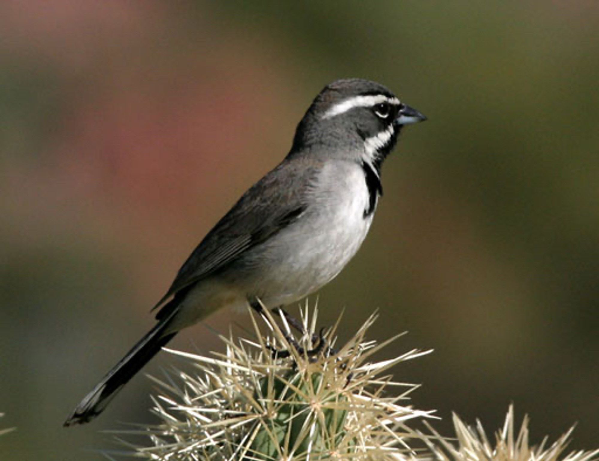 A Black-throated Sparrow perches on a cactus. This small sparrow has a gray front with black lines on its neck. Its face and head present streaks of gray, black, and white. The rest of its body is a graphite color with some darker tones.