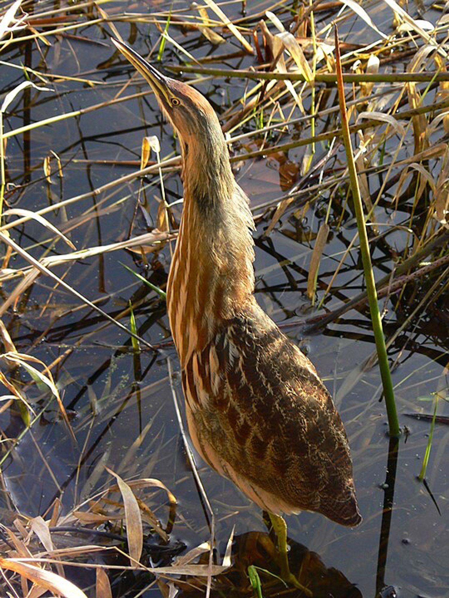 An American bittern stalks through a wetland, walking between dried plants above the water. The bird has an elliptical body and a large, thick neck nearly as long as its body. Its beak is large for hunting beneath the water's surface and features a plume with alternating patterns of light chocolate brown on its back and streaks of cream color that fade towards its head. The front of its body is a light color with finer streaks of white running along its body.