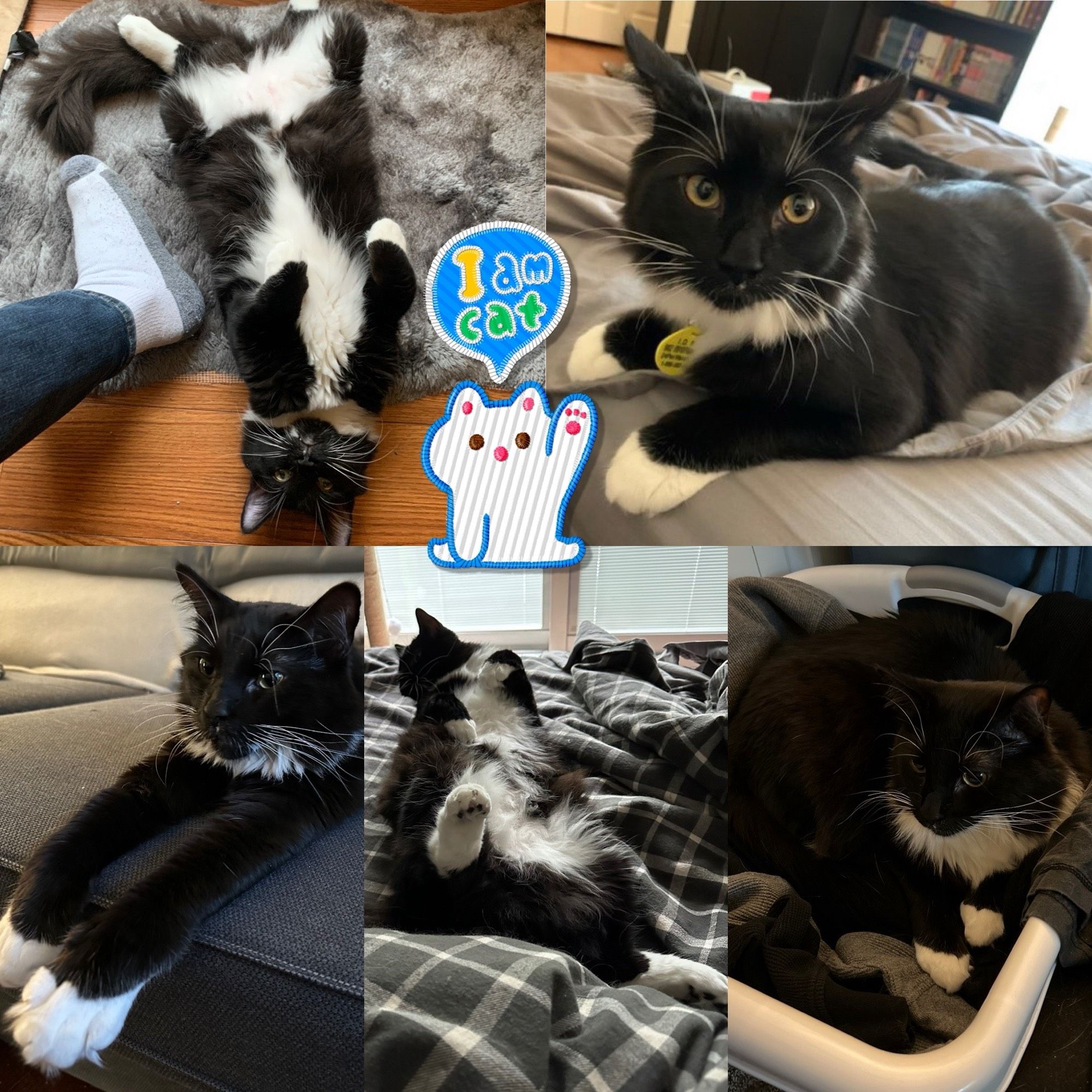 5 pictures of a medium fur tuxedo cat with a white belly.