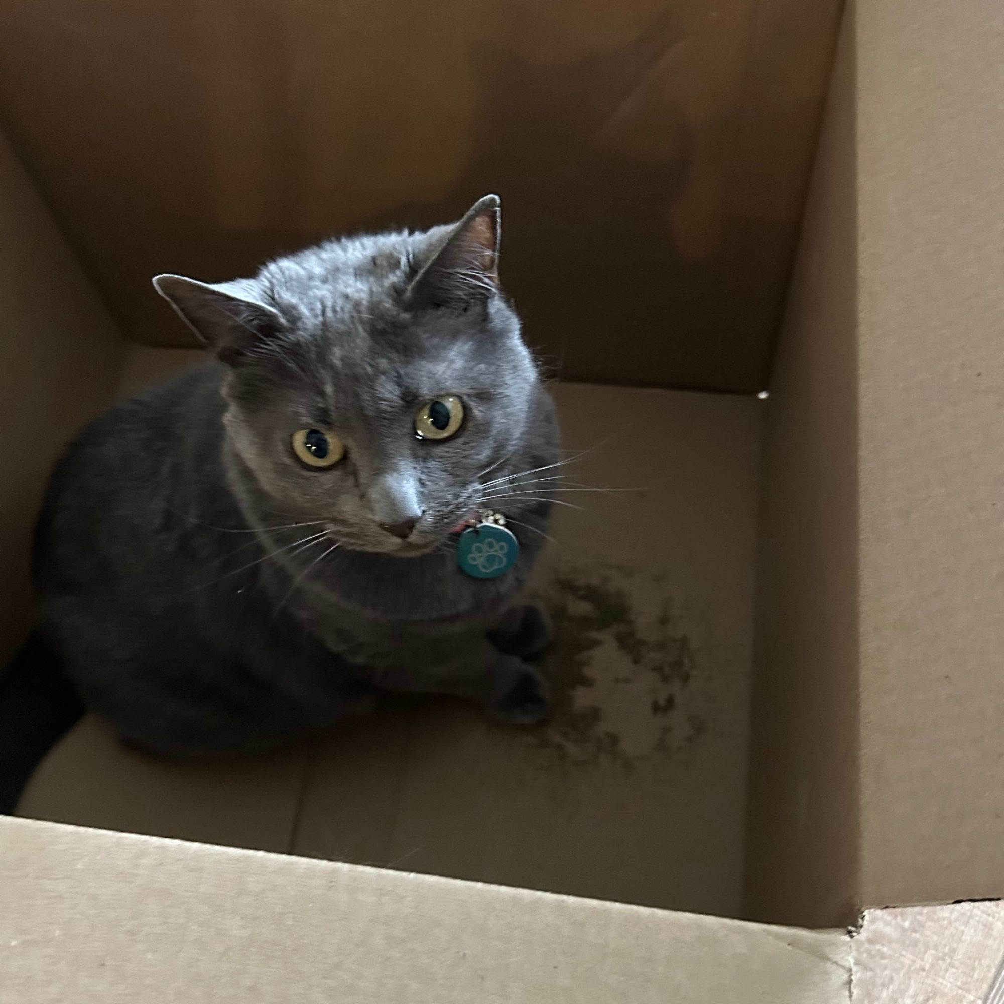 Cat in a packing box with a smattering on enjoyed catnip