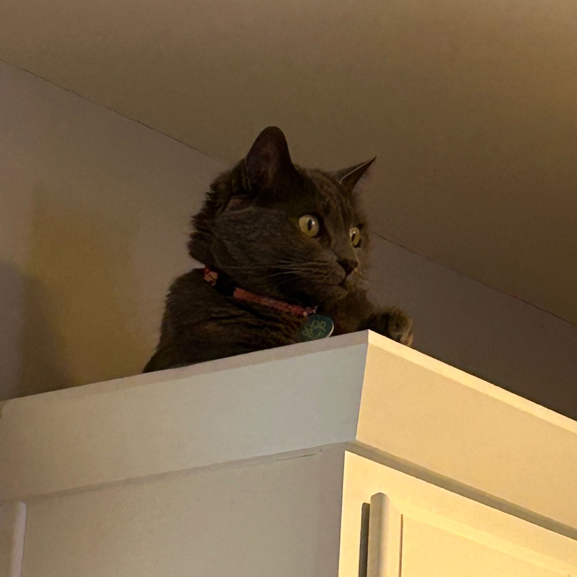 Cat with wide eyes on top of kitchen cabinet near the ceiling.