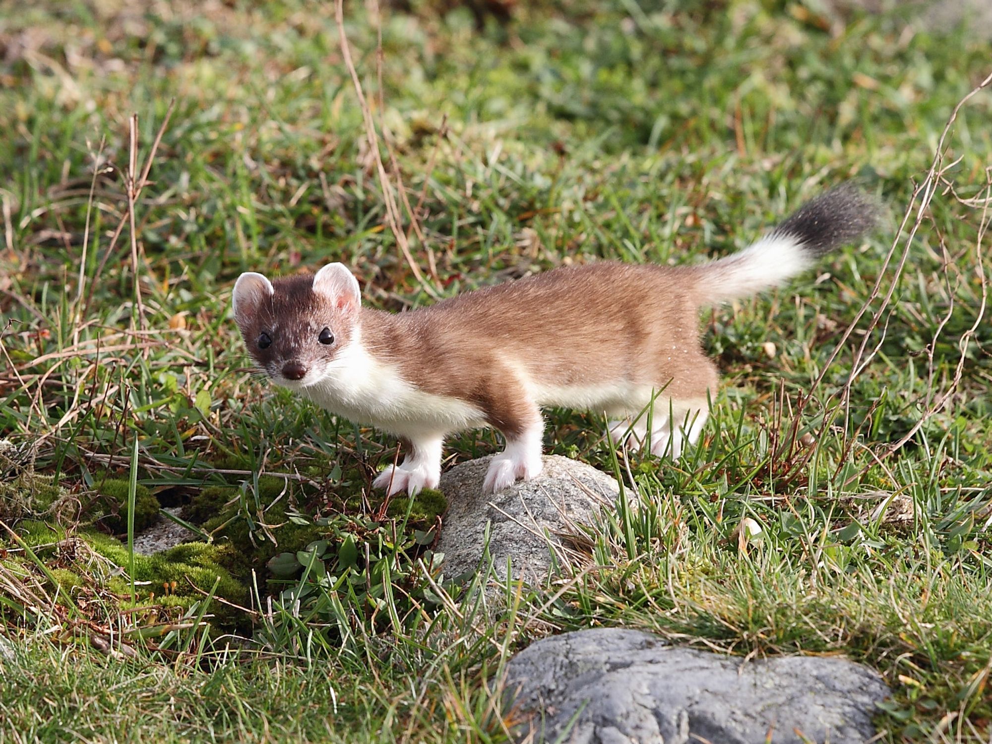 A stoat, with its front feet on a rock