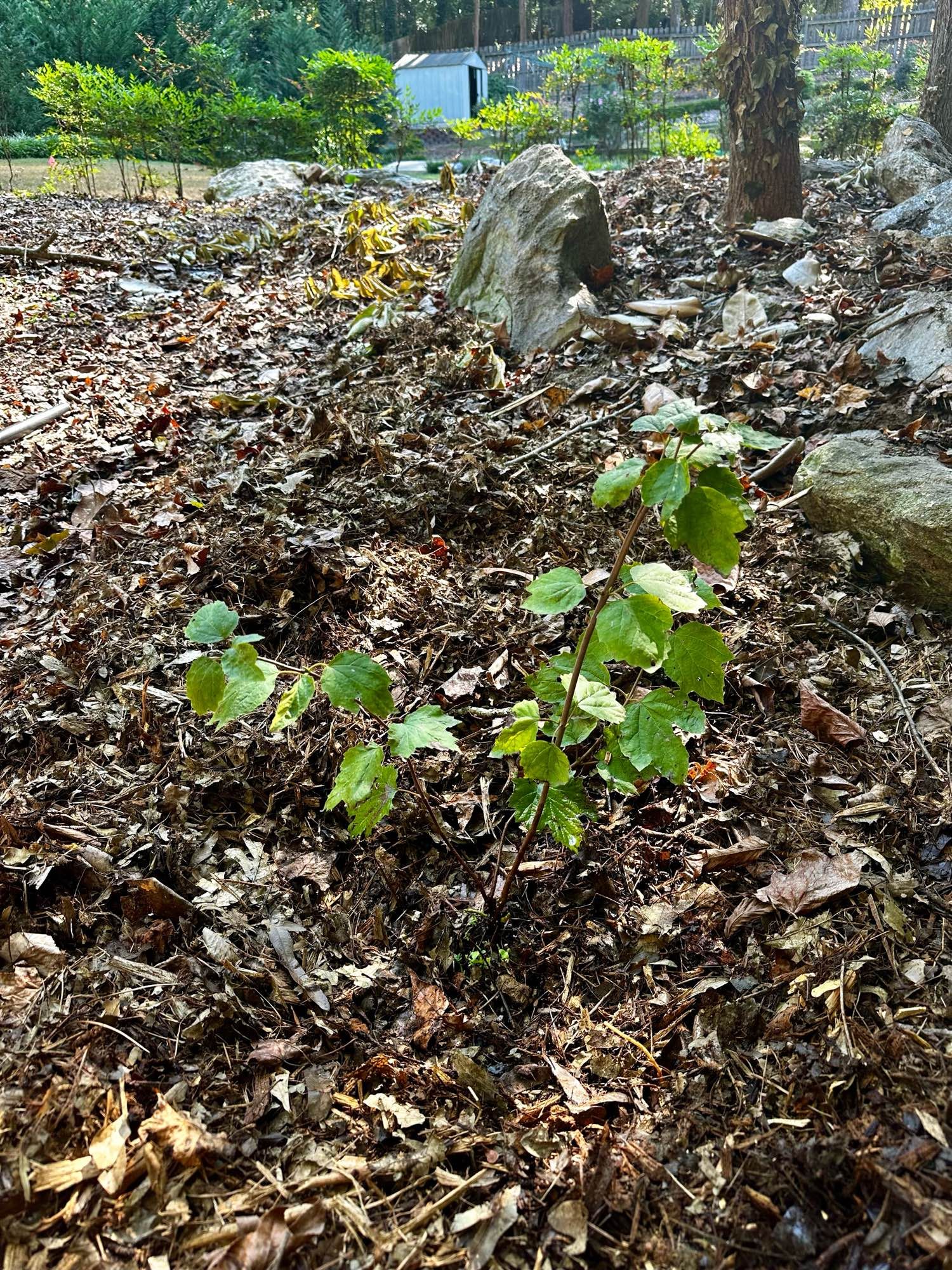 A small mapleleaf viburnum plant with two stems and maple-shaped green leaves, enjoying dappled sunlight. The ground is covered with chipped tree and plant matter. In the far background is my neighbor’s yard, while the mid background includes the lower region of a tree trunk with dead ivy vines clinging to it and a few large stones.