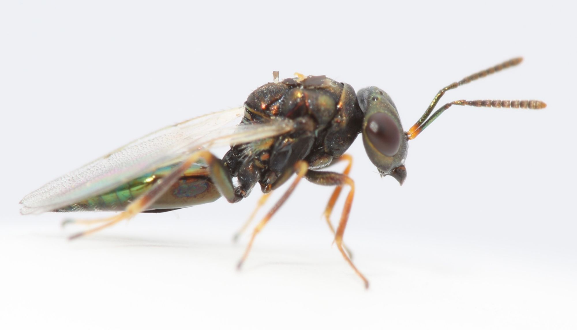 parasitiod wasp from a Aciurina gall