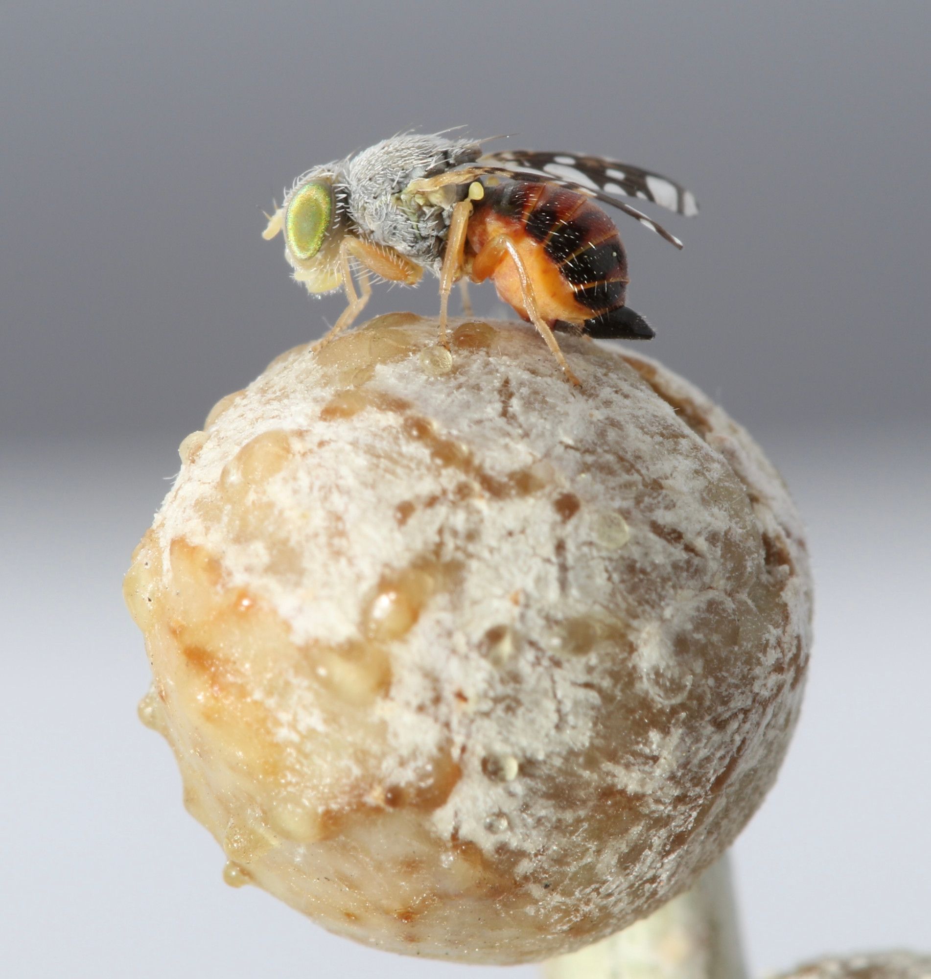 Aciurina fly on the gall it creates