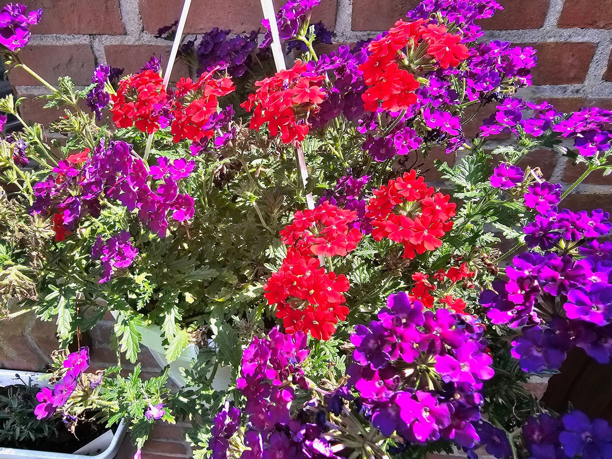 A profusion of red and purple flowers overflowing a hanging basket.