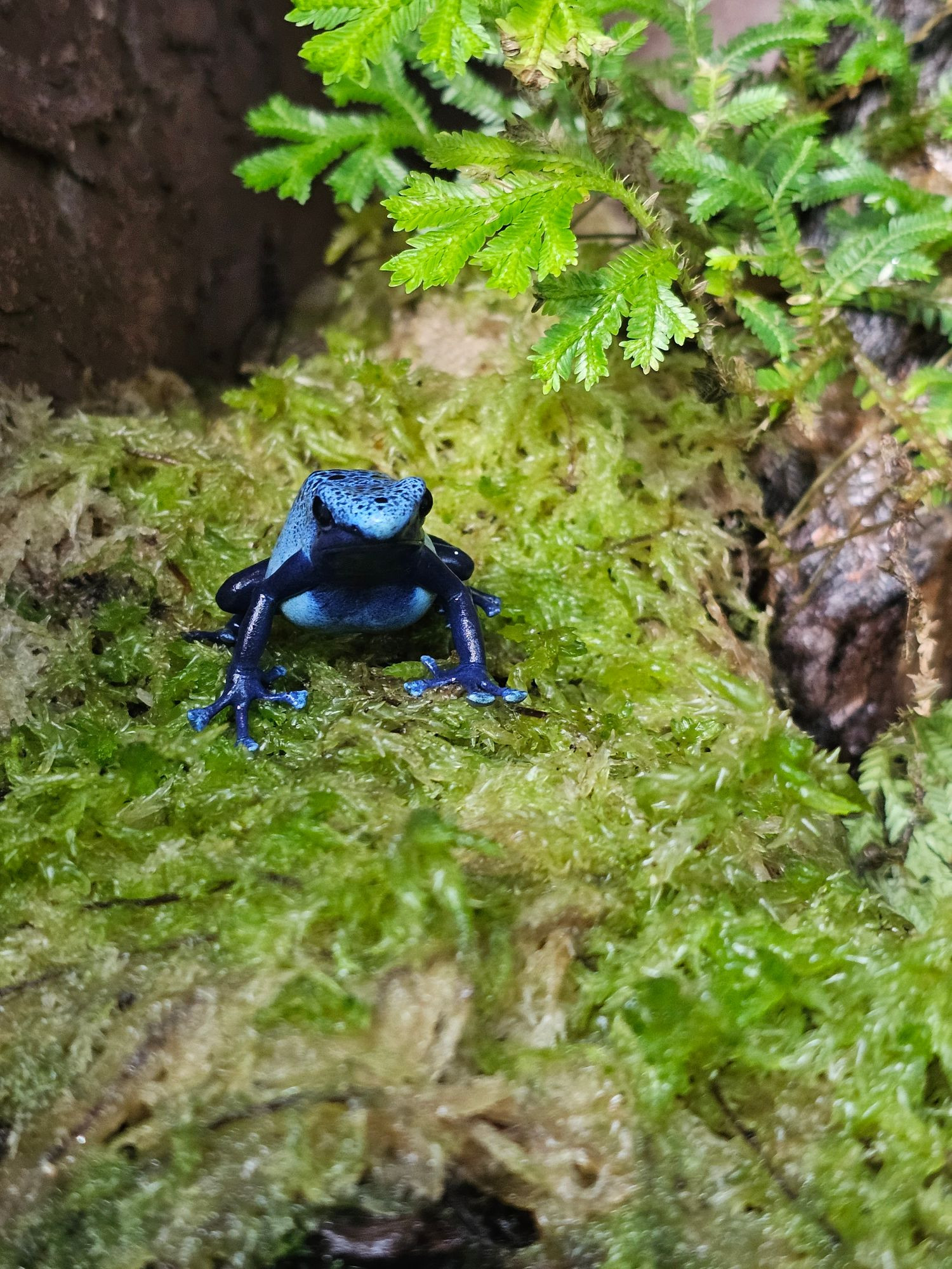 A small frog with dark blue legs that look like plastic and a sky blue heat, torso, and toe-tips sits on a bed of moss