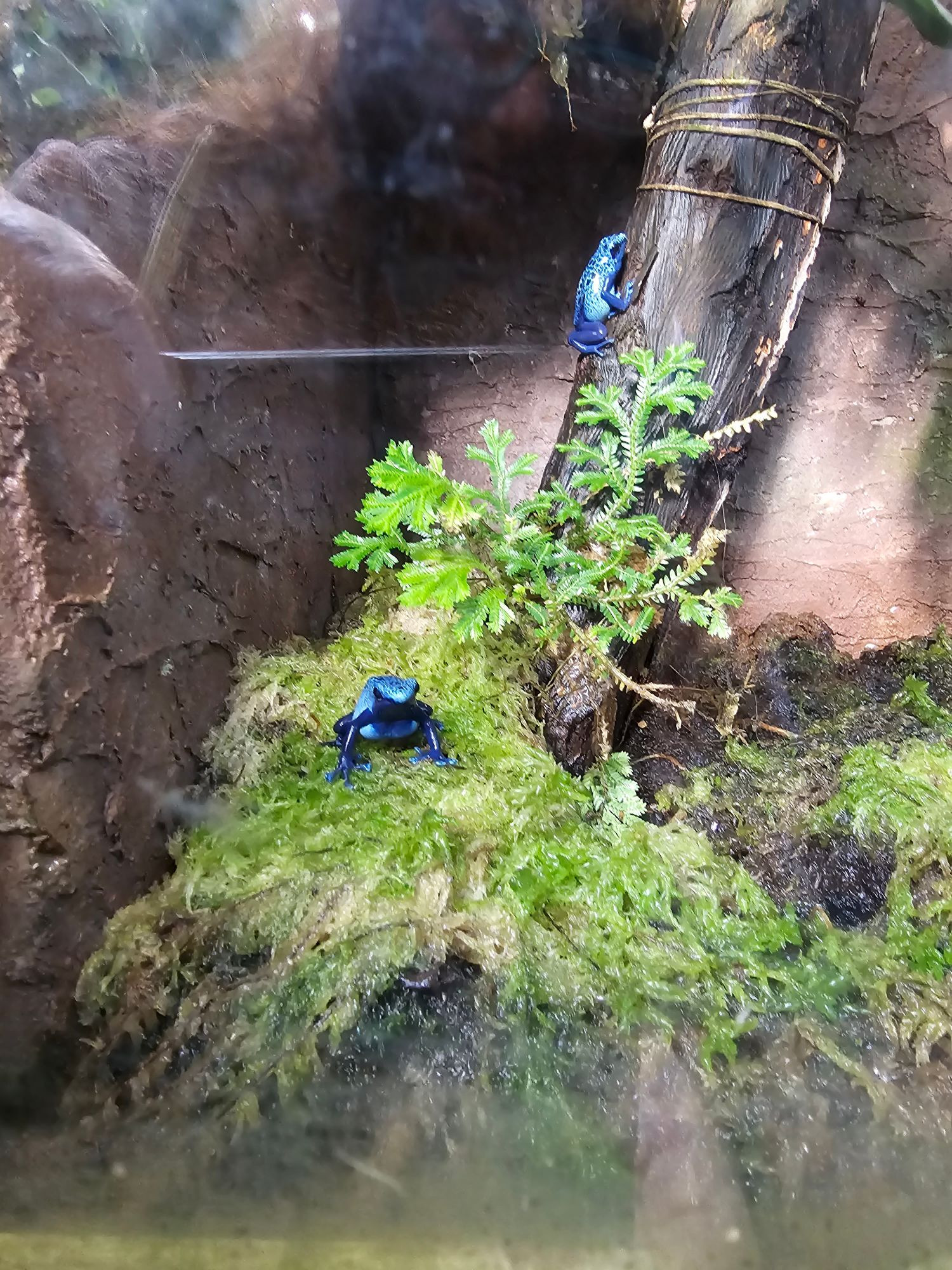 The same blue frog in a zoomed out photo that also shows the layout of the terrarium and a second blue frog clinging to the slope of a steeply slanted (nearly vertical) log