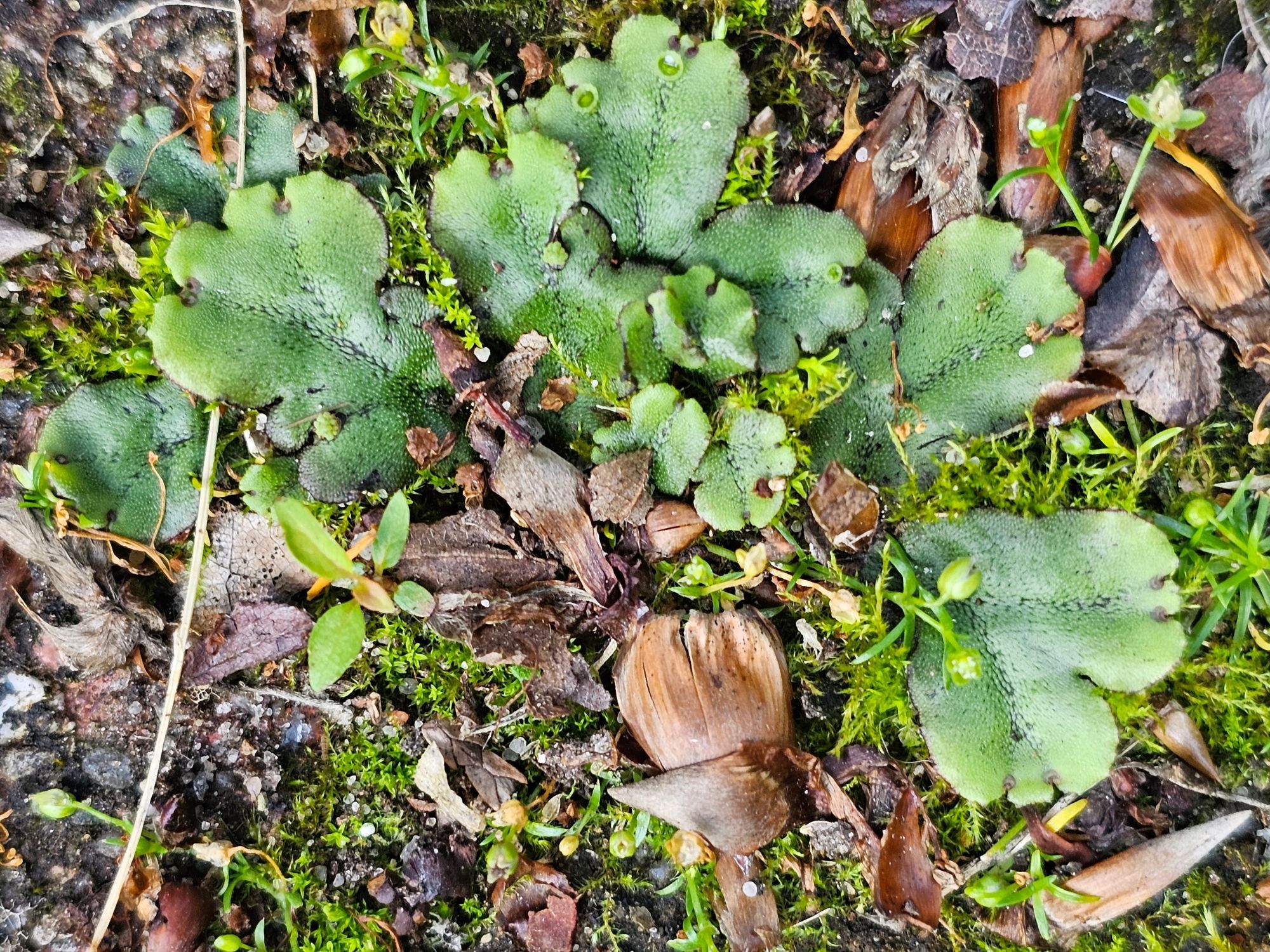 A slightly bigger but still sweet looking liverwort