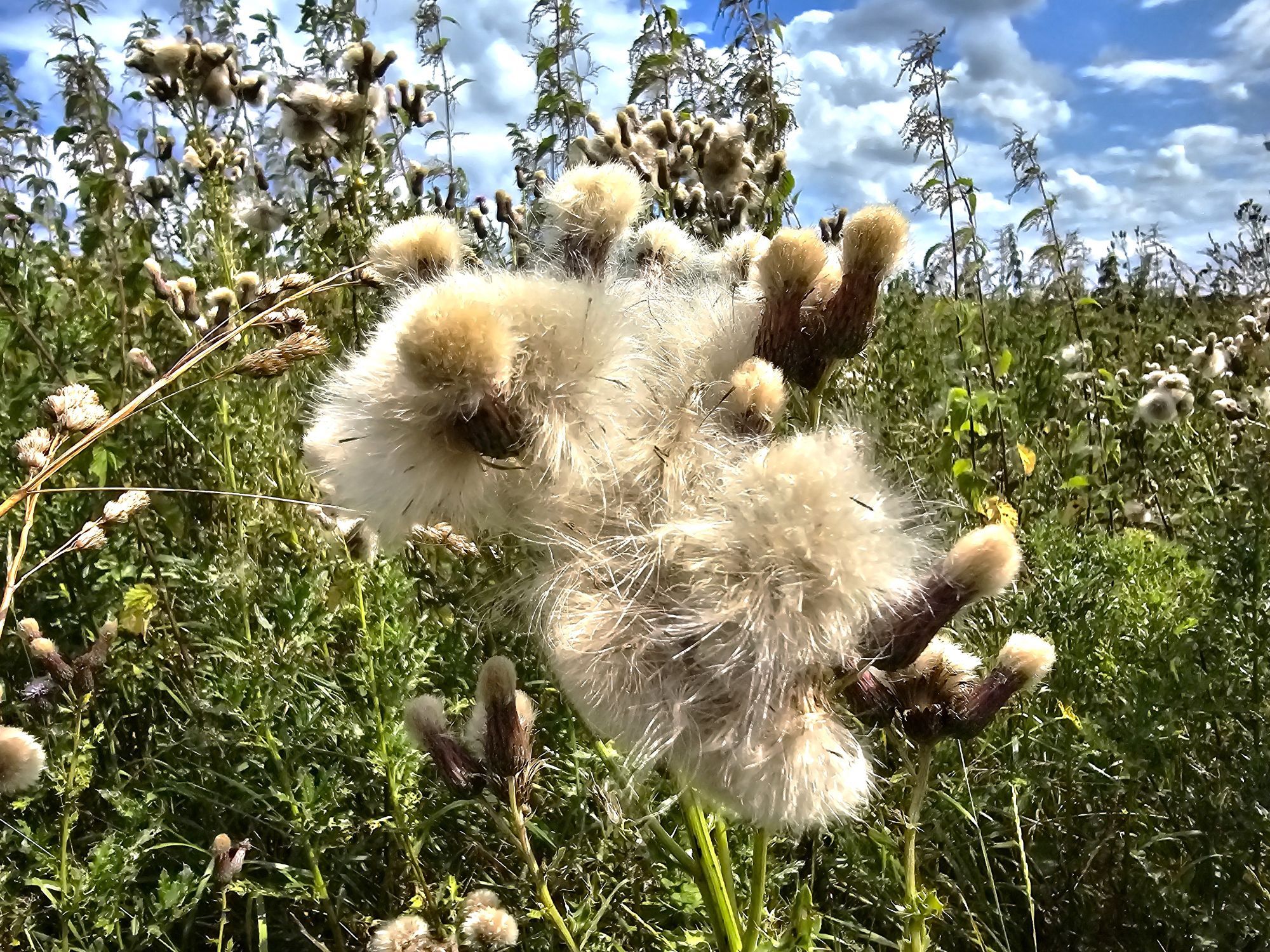 The head of a thistle whose flowers have exploded into white fluff beneath a beautifully cloudy blue sky