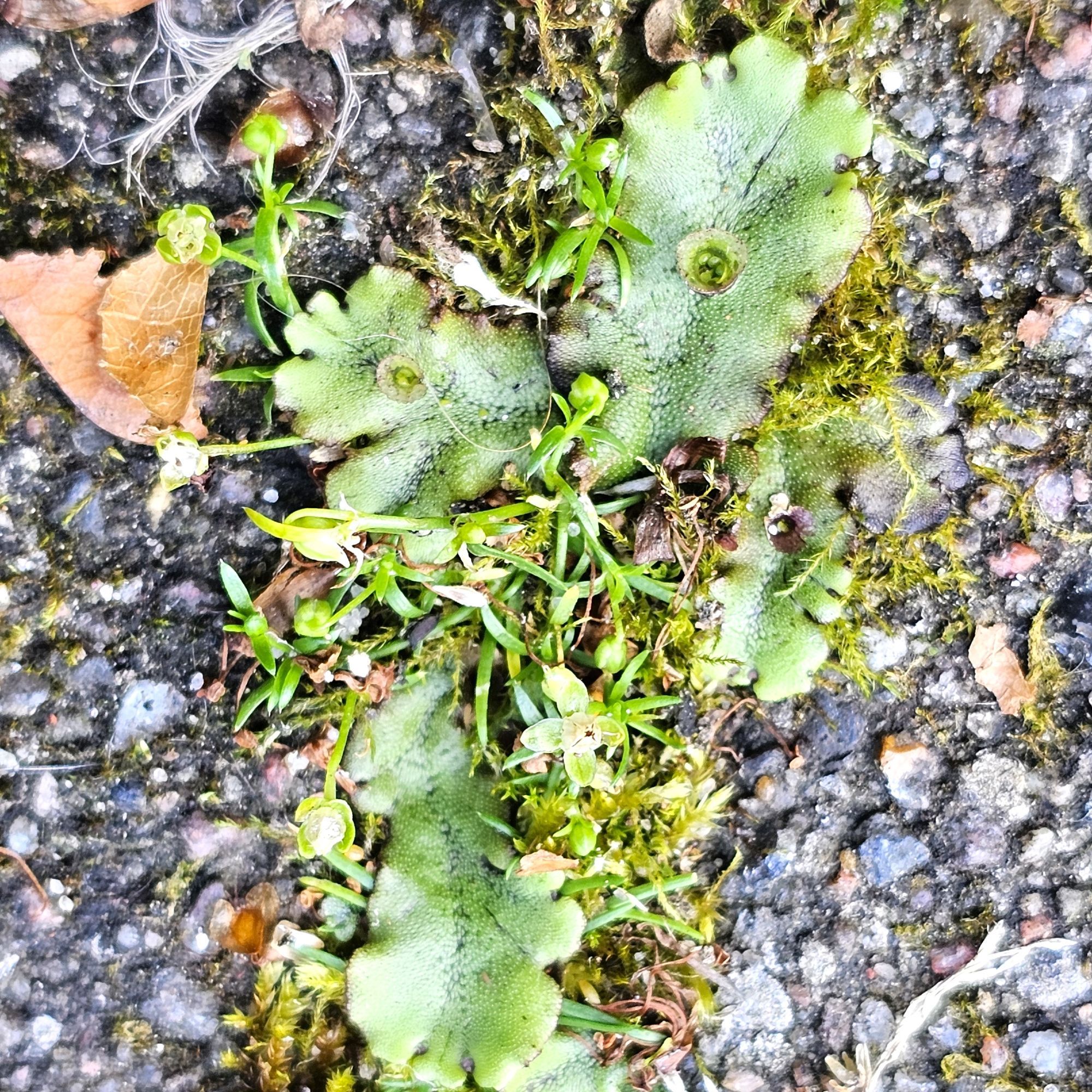 A sweet little liverwort growing between two grey paving stones