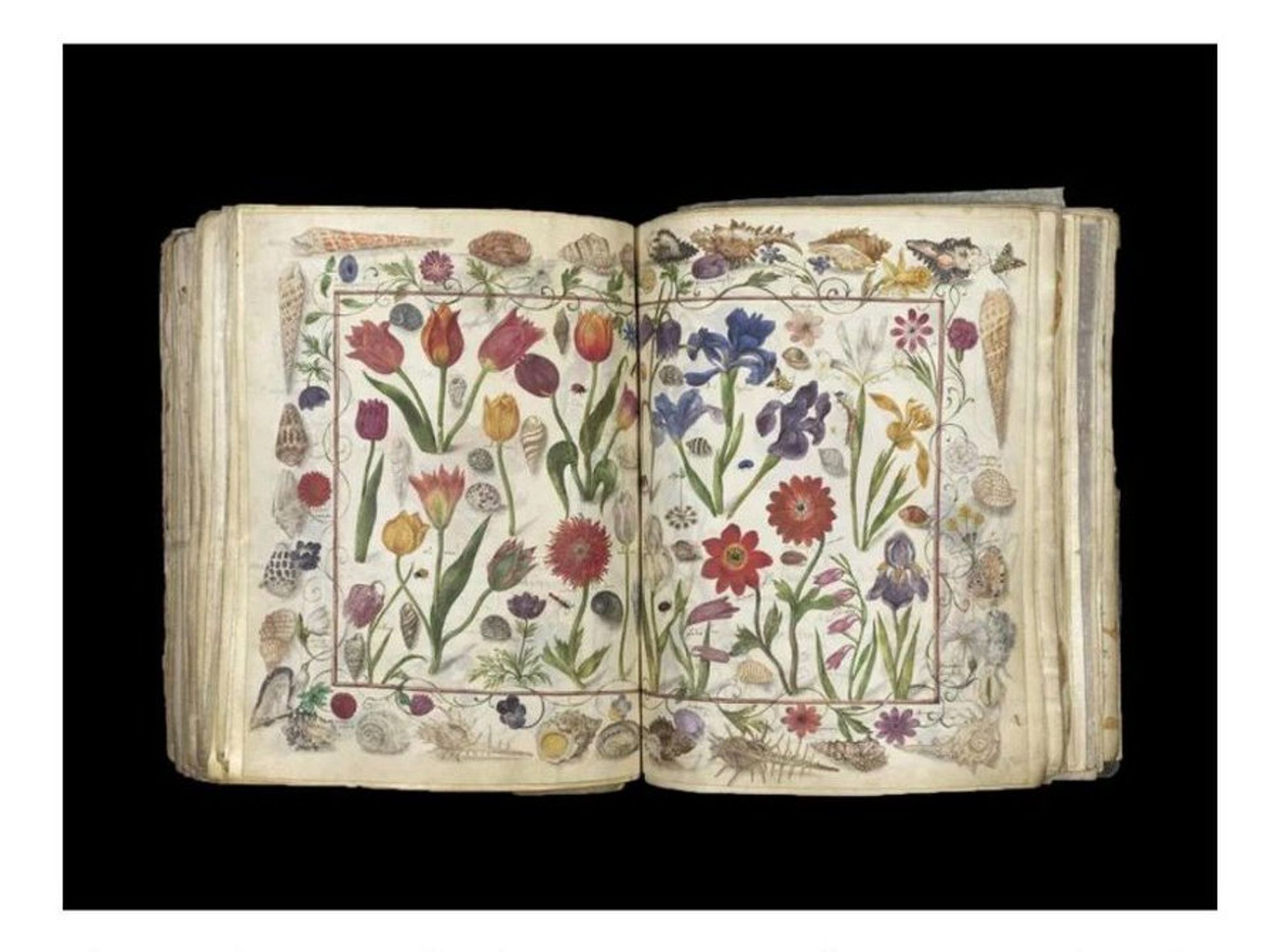 The Große Stammbuch contains 100 illustrations dated to between 1596 and 1647. This two-page spread depicts flowers, insects and shells. The Große Stammbuch contains 100 illustrations dated to between 1596 and 1647. This two-page spread depicts flowers, insects and shells.