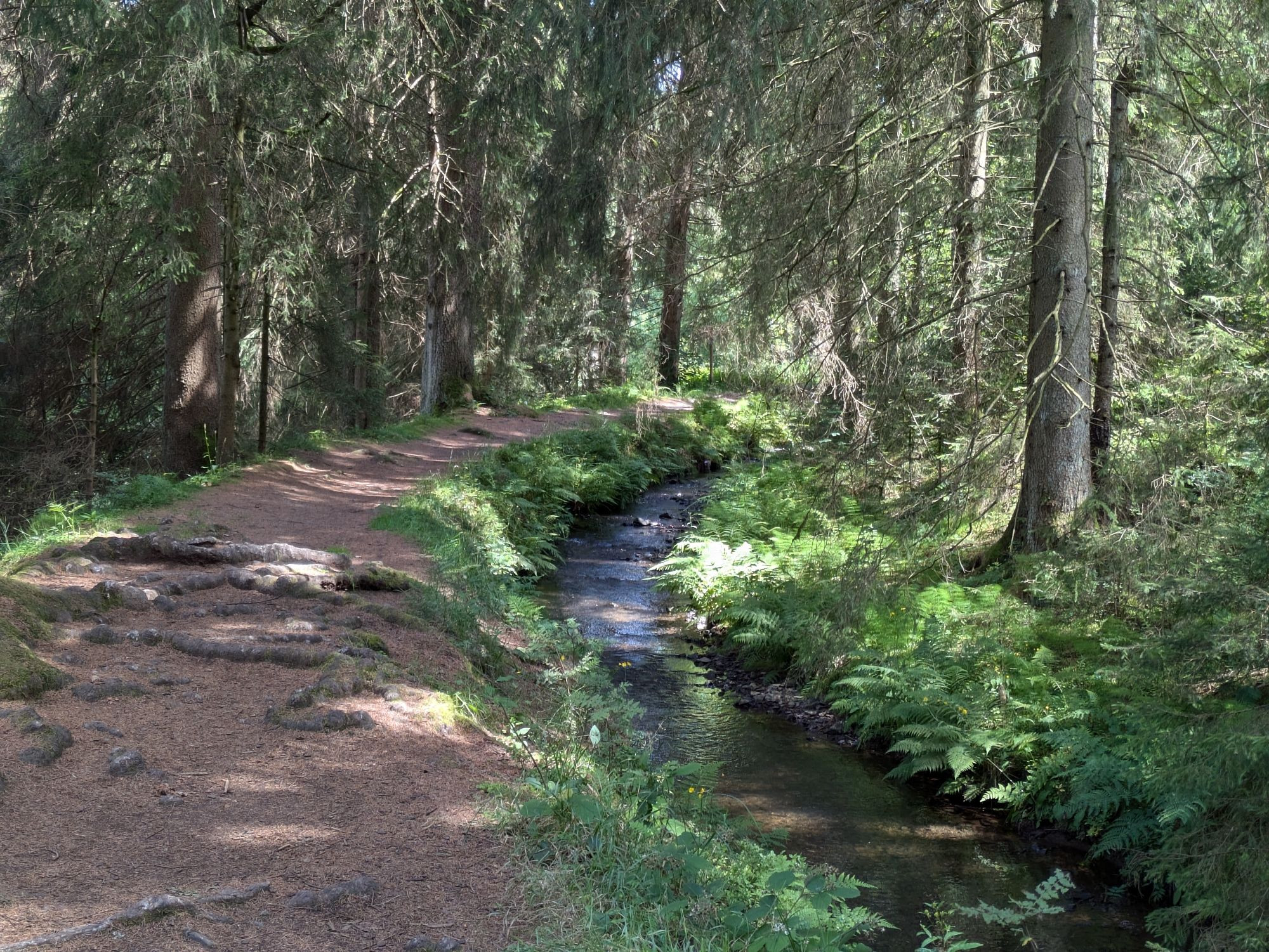 Links ein Waldweg, rechts ein Bach, umrahmt von grün, dazu ein paar Fichten.