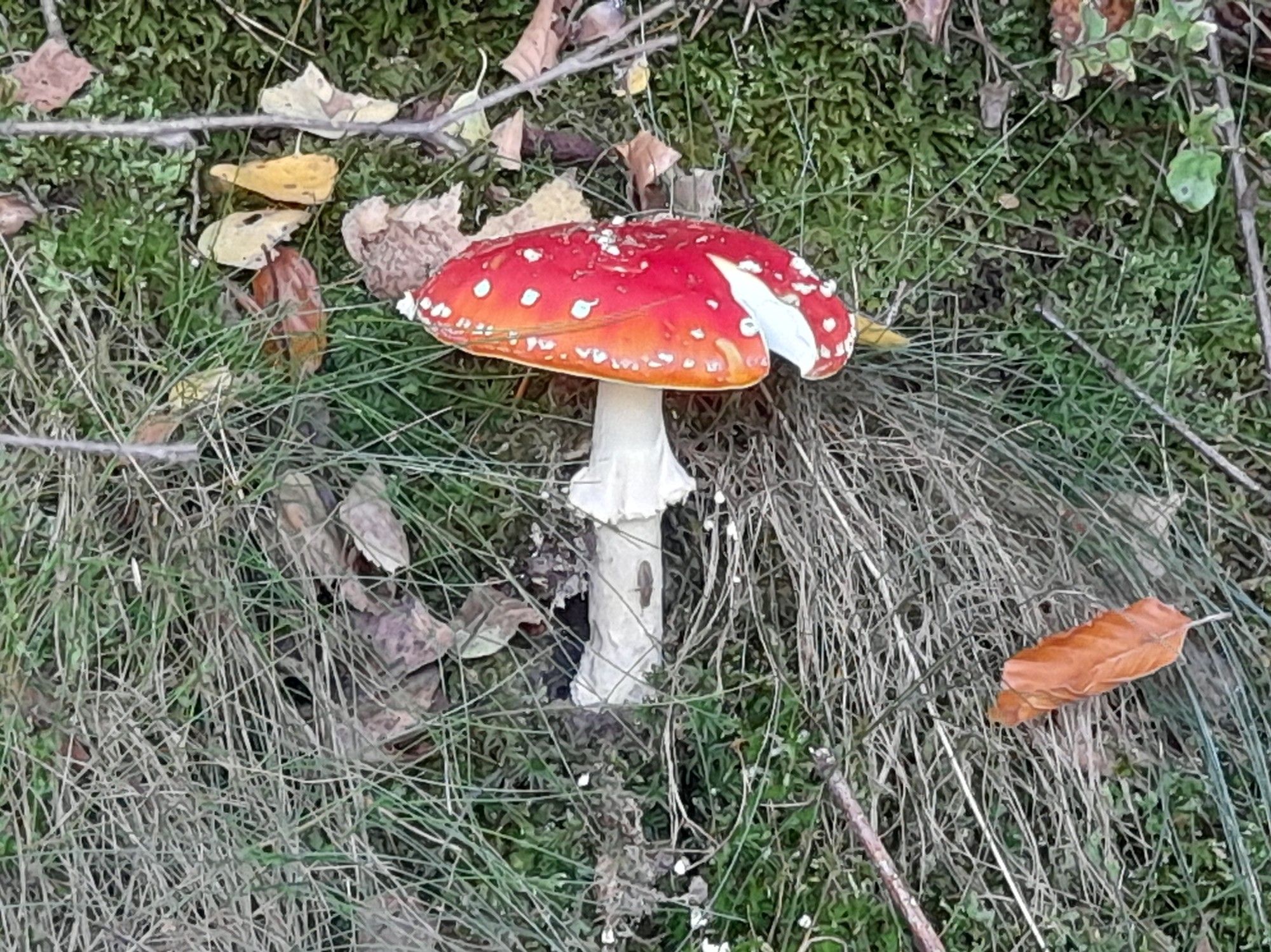 Ein rot leuchtender Fliegenpilz.