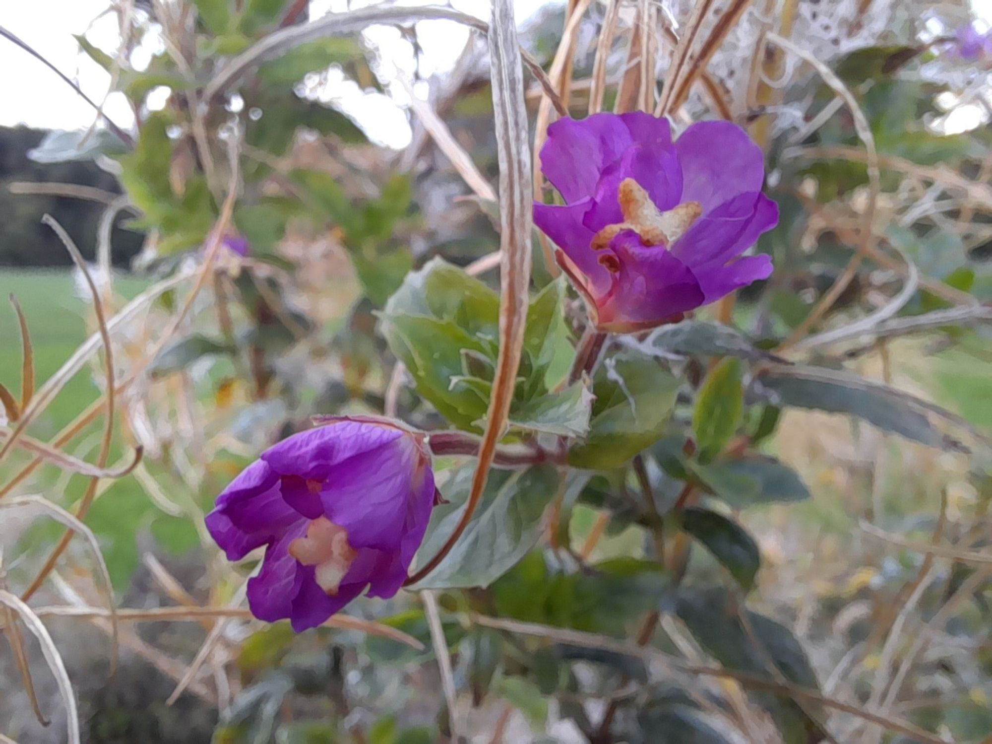 Zwei lilafarbene Blüten des Zottigen Weidenröschens