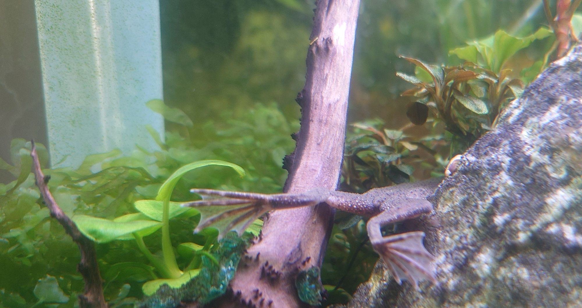 Frog butt sticking out of sticks, rocks and plants