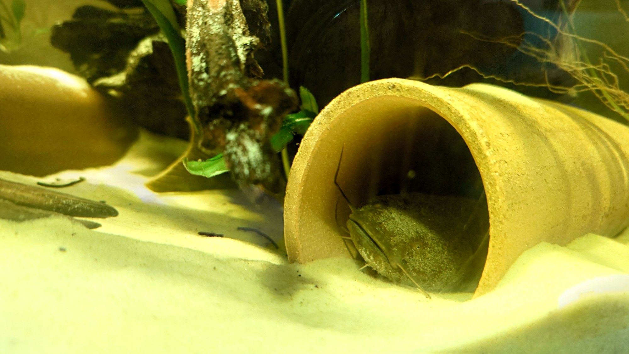 Catfish in a tube, pleco fin sticking out from under the wood