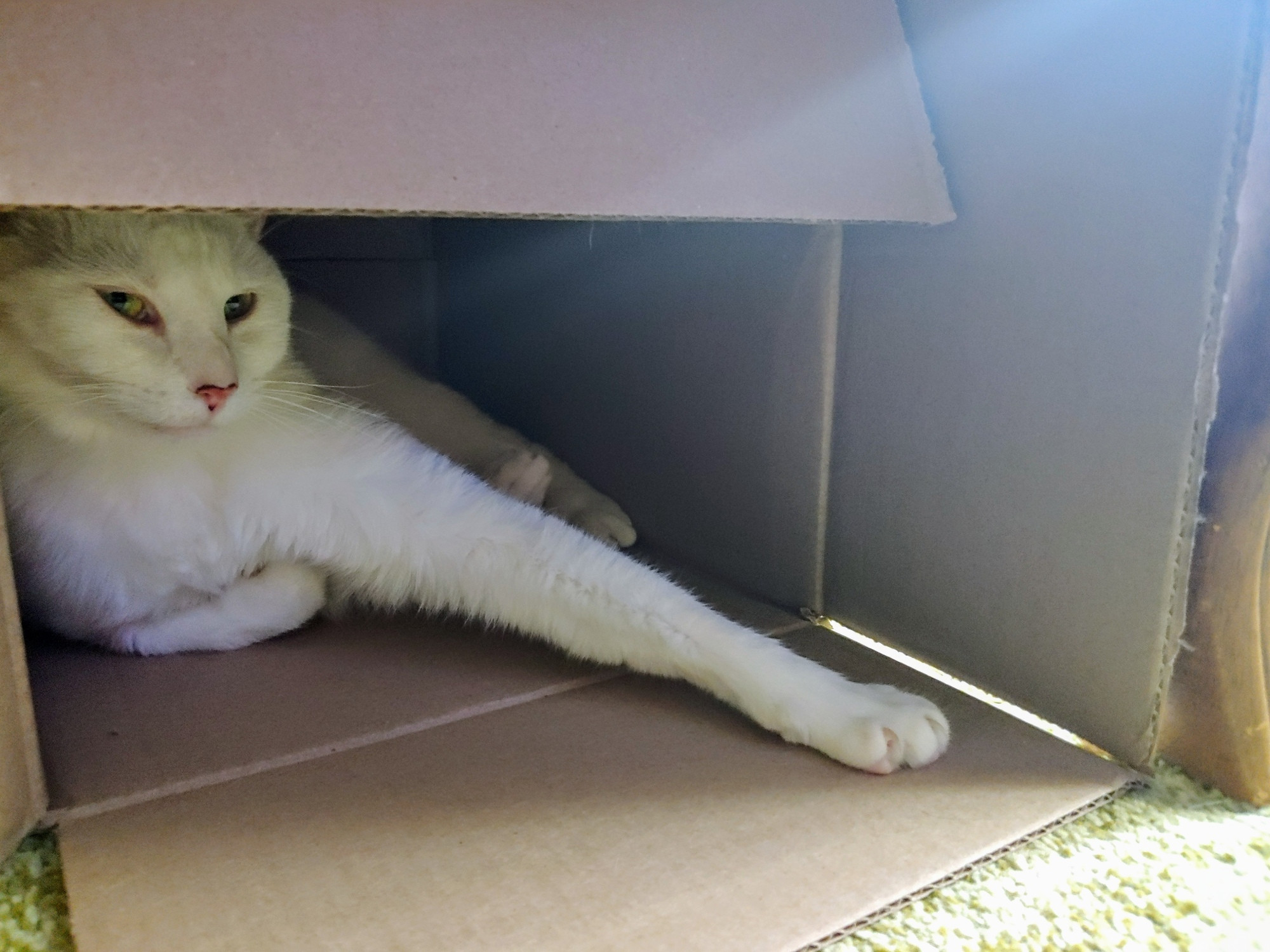 Sunlight slants over a cardboard box, open and laying on its side on the floor, while a white cat lounges inside. His eyes are narrowed sleepily, looking at you from the side.