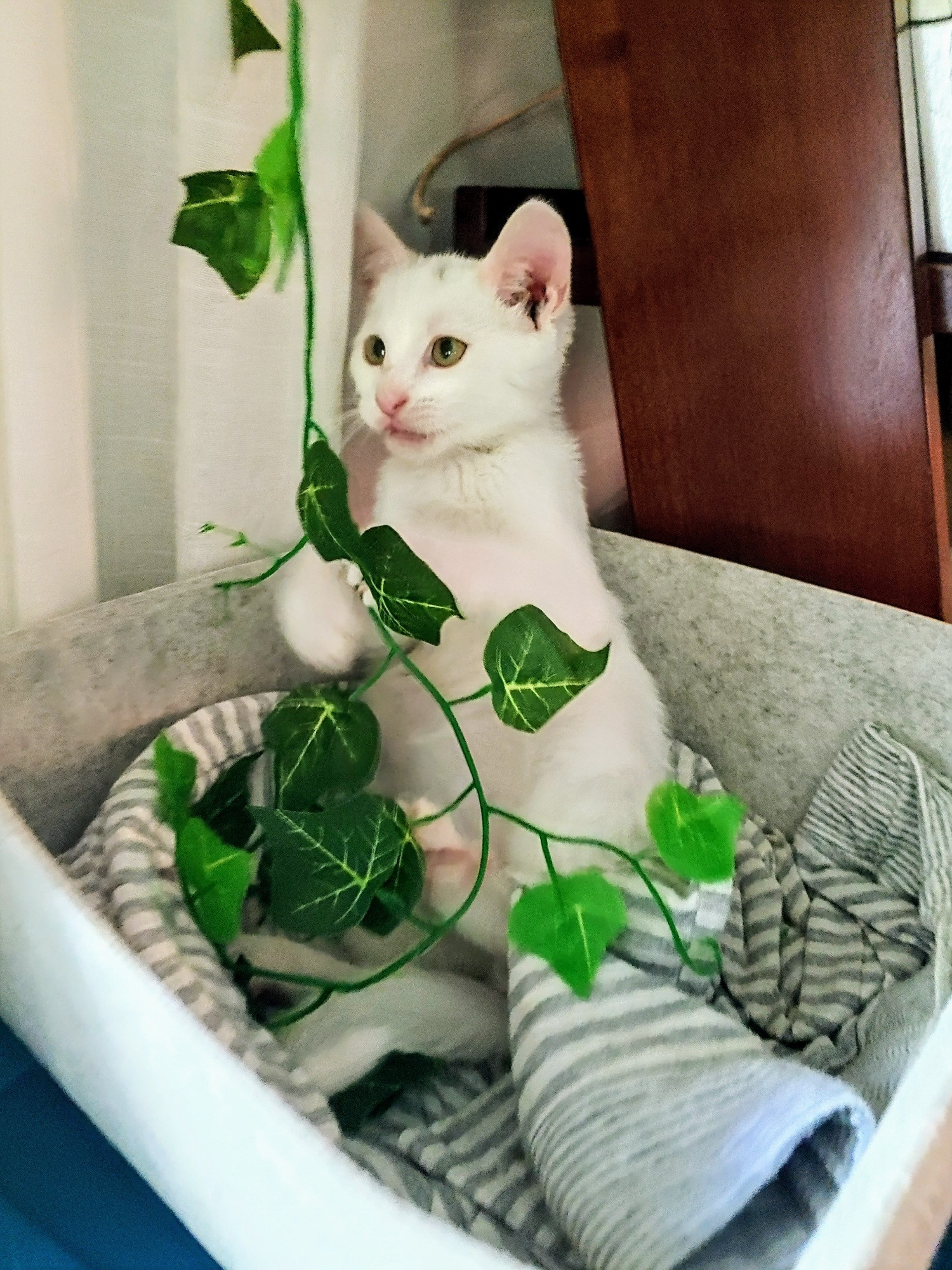 A white kitten in a striped blanket in a soft box, holding onto hanging faux ivy with his front paws,